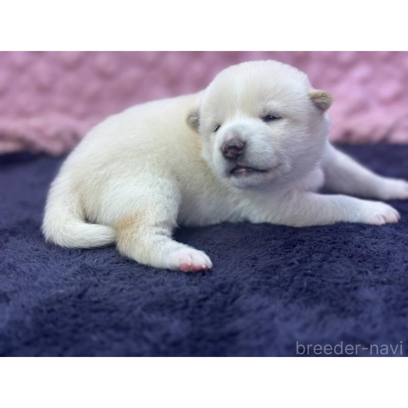 販売中の茨城県の柴犬-398889の2枚目