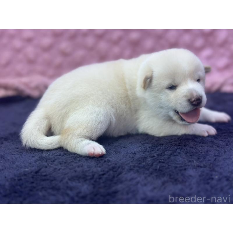 販売中の茨城県の柴犬-398889の1枚目