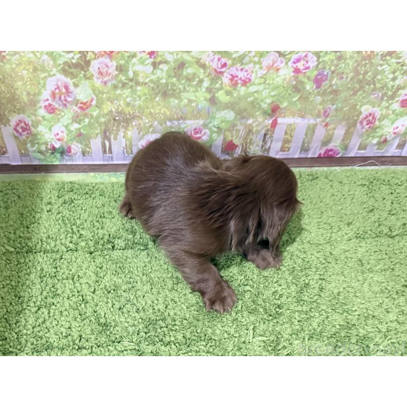 販売中の埼玉県のミニチュアダックスフンド(ロングヘアード)-398900の3枚目