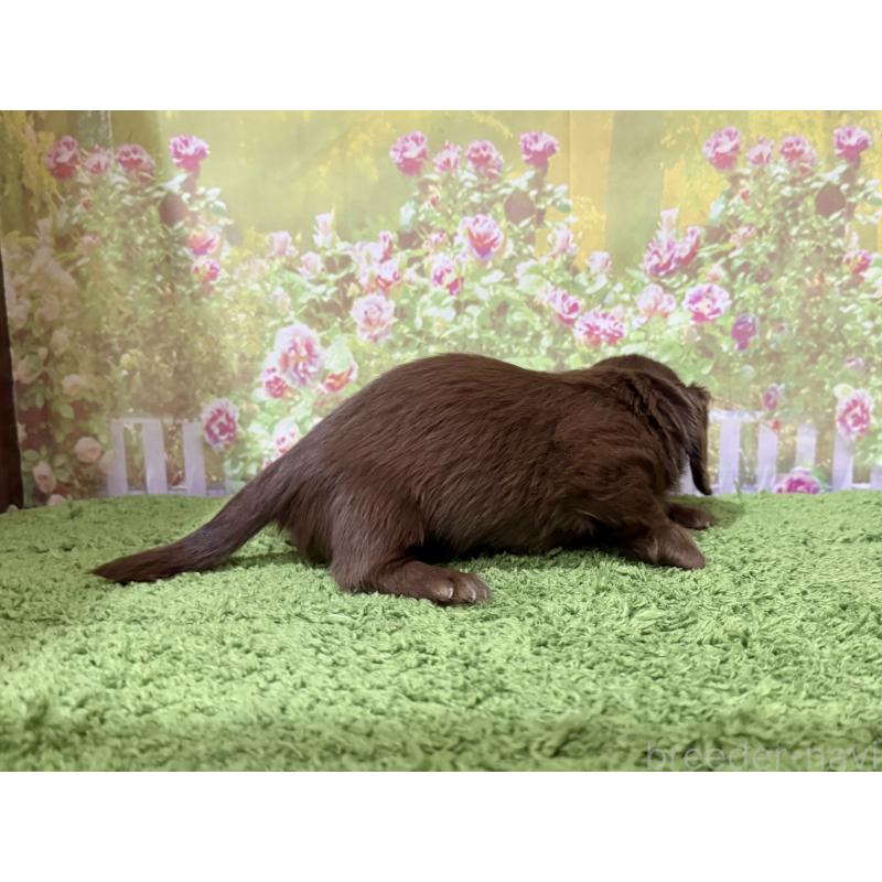 販売中の埼玉県のミニチュアダックスフンド(ロングヘアード)-398900の2枚目