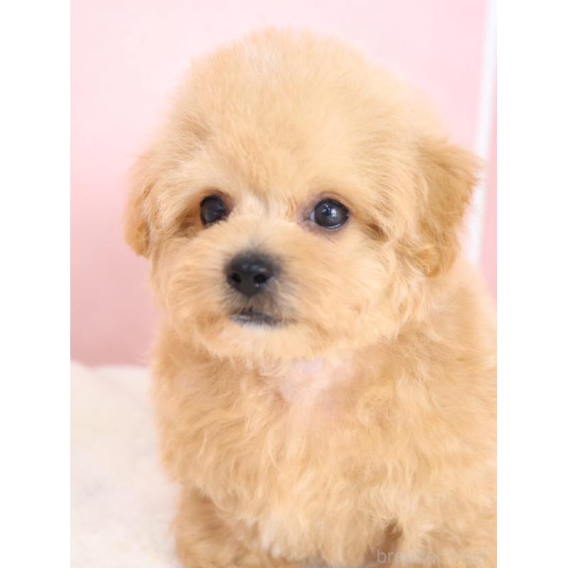 販売中の栃木県のマルプー:マルチーズ×トイプードル-398903の9枚目