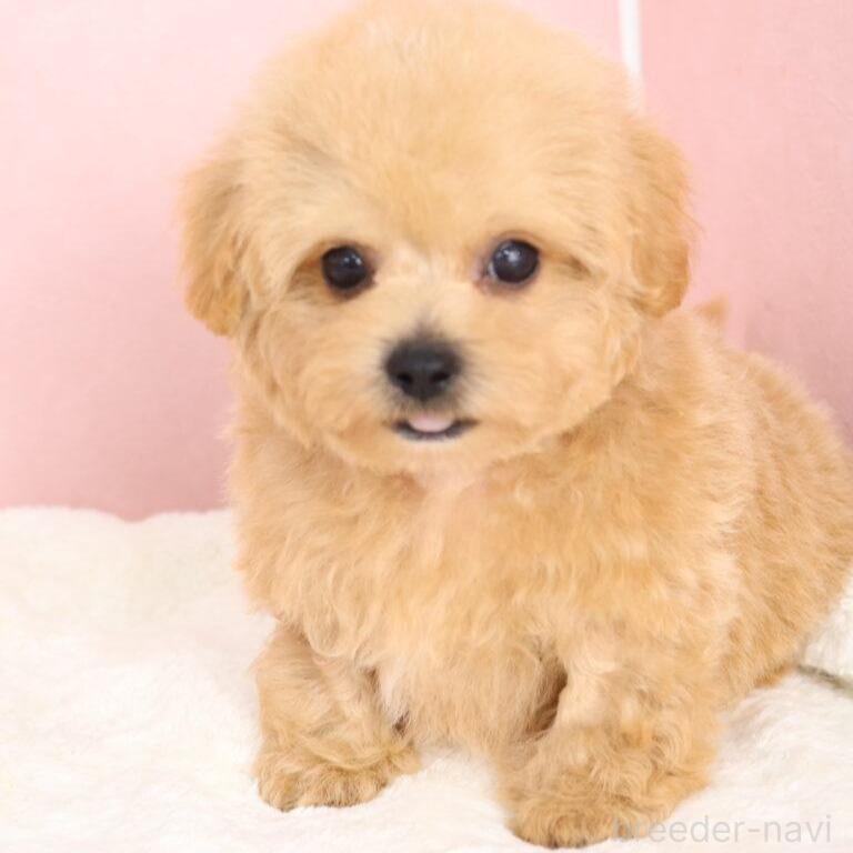 販売中の栃木県のマルプー:マルチーズ×トイプードル-398903の3枚目