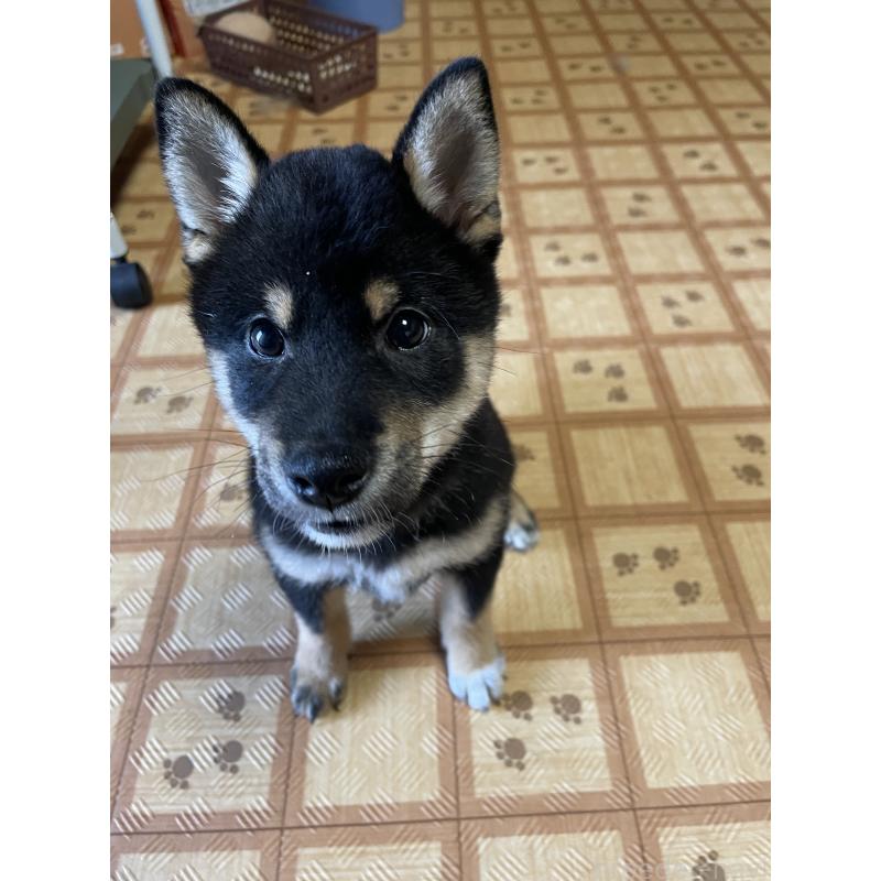 販売中の茨城県の柴犬-398497の5枚目