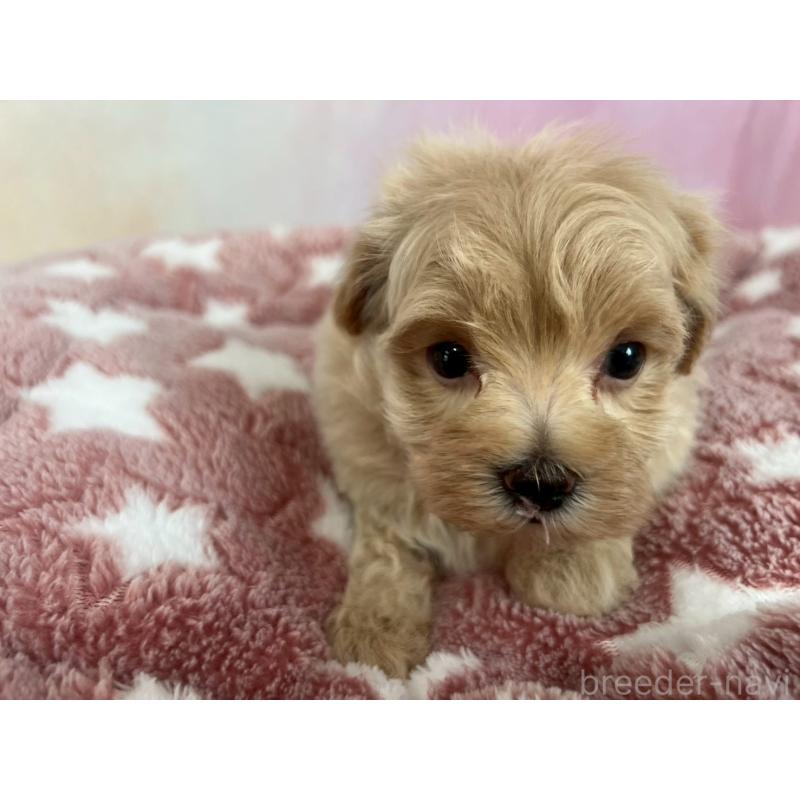 販売中の茨城県のマルプー:マルチーズ×トイプードル-394826
