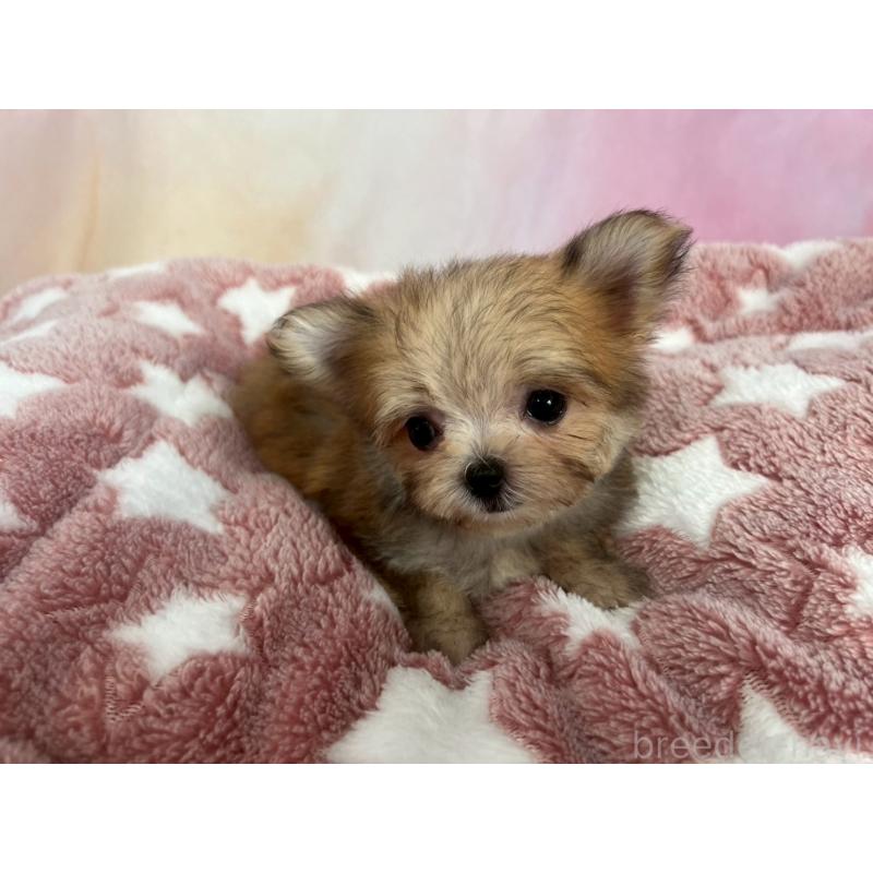 商談中の茨城県のチワマル:チワワ×マルチーズ-392759の5枚目