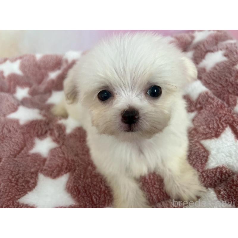 販売中の茨城県のチワマル:チワワ×マルチーズ-392762