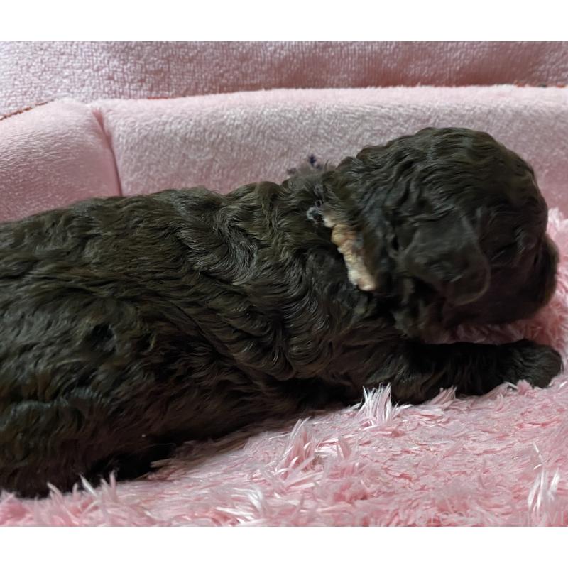 販売中の長野県のトイプードル-398914の4枚目