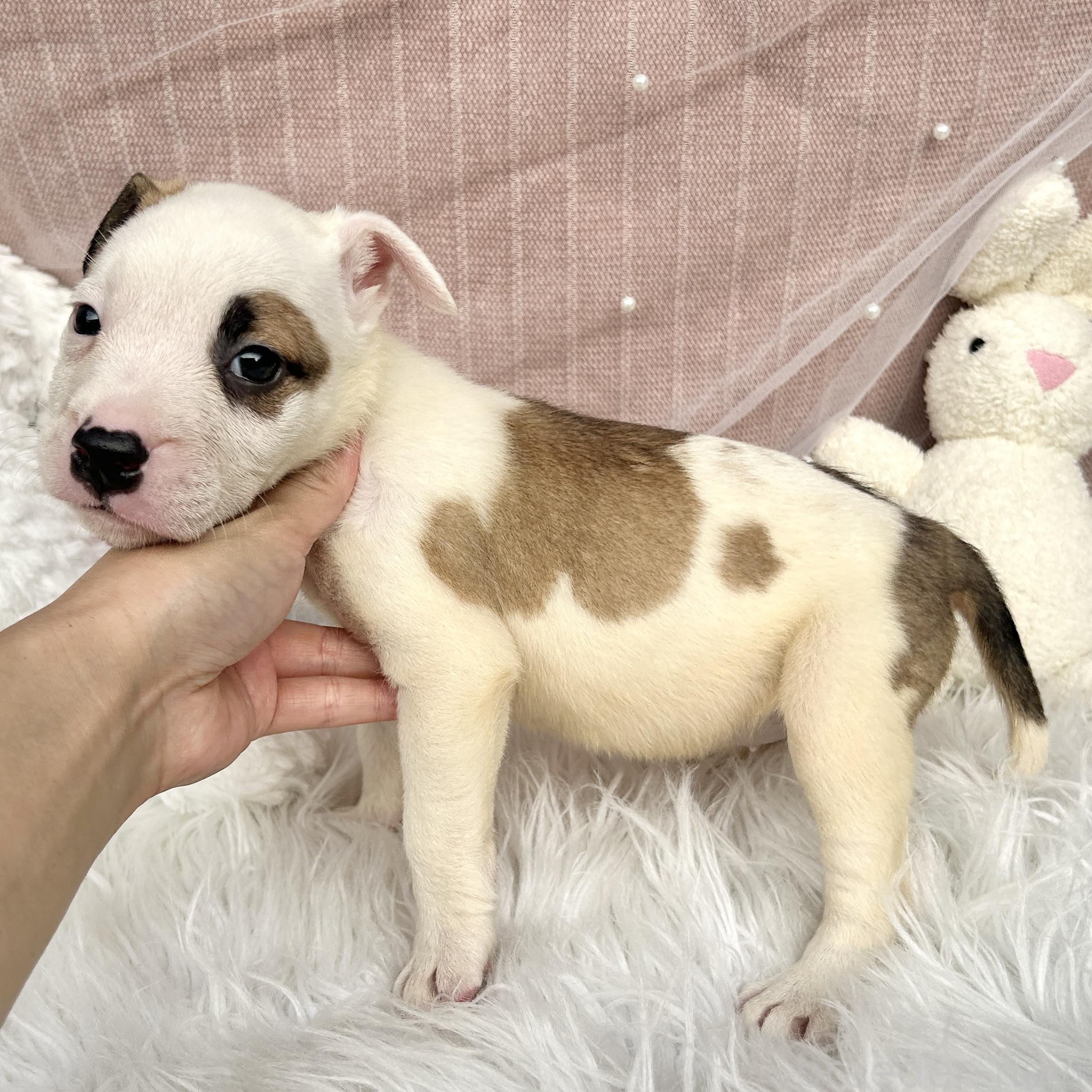 販売中の栃木県のミックス犬-394952の12枚目