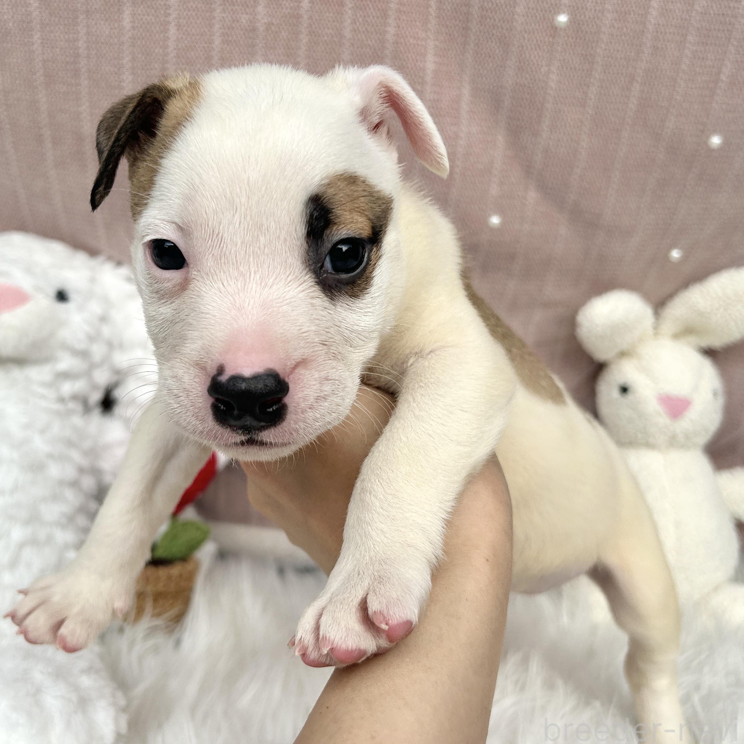 販売中の栃木県のミックス犬-394952の10枚目