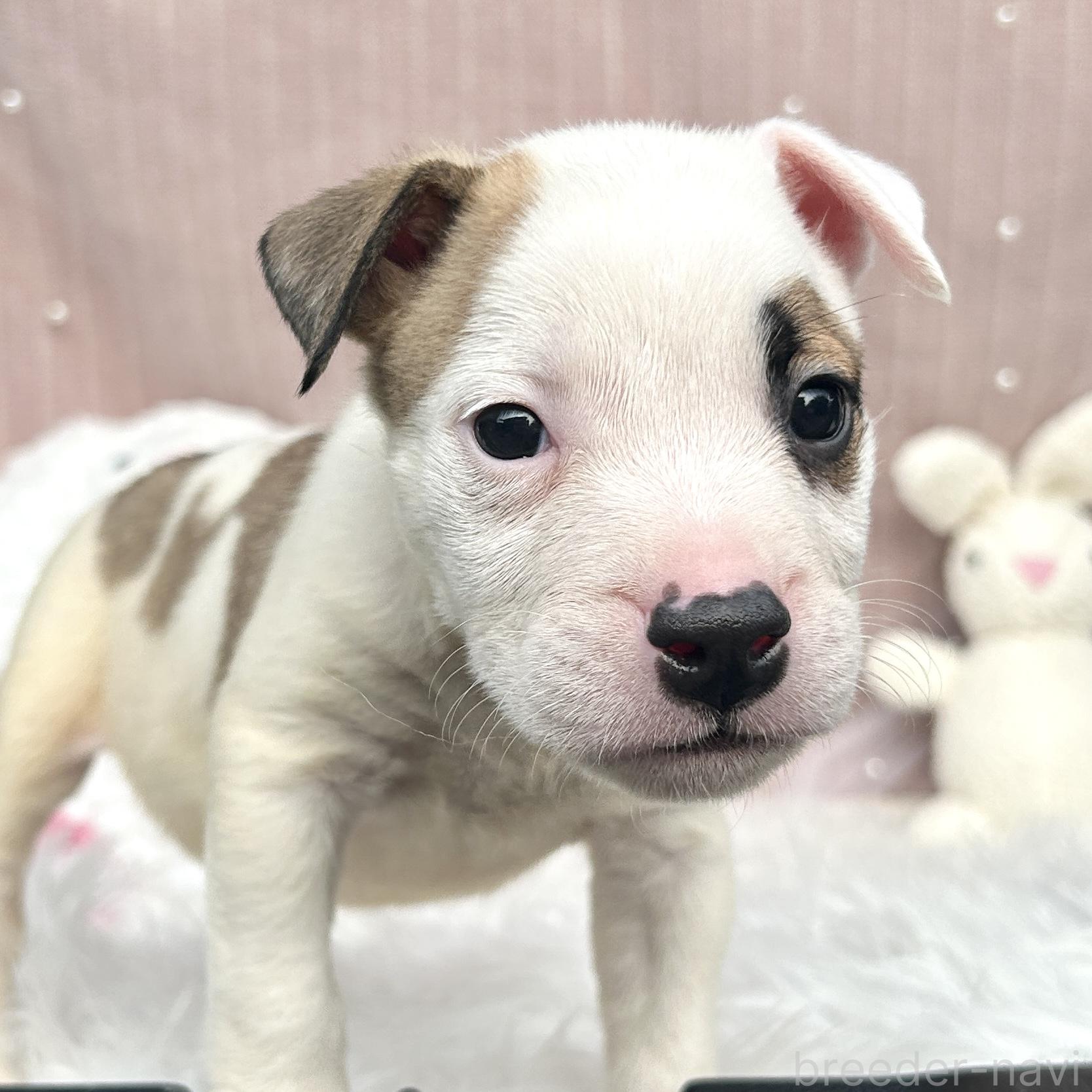 販売中の栃木県のミックス犬-394952の9枚目