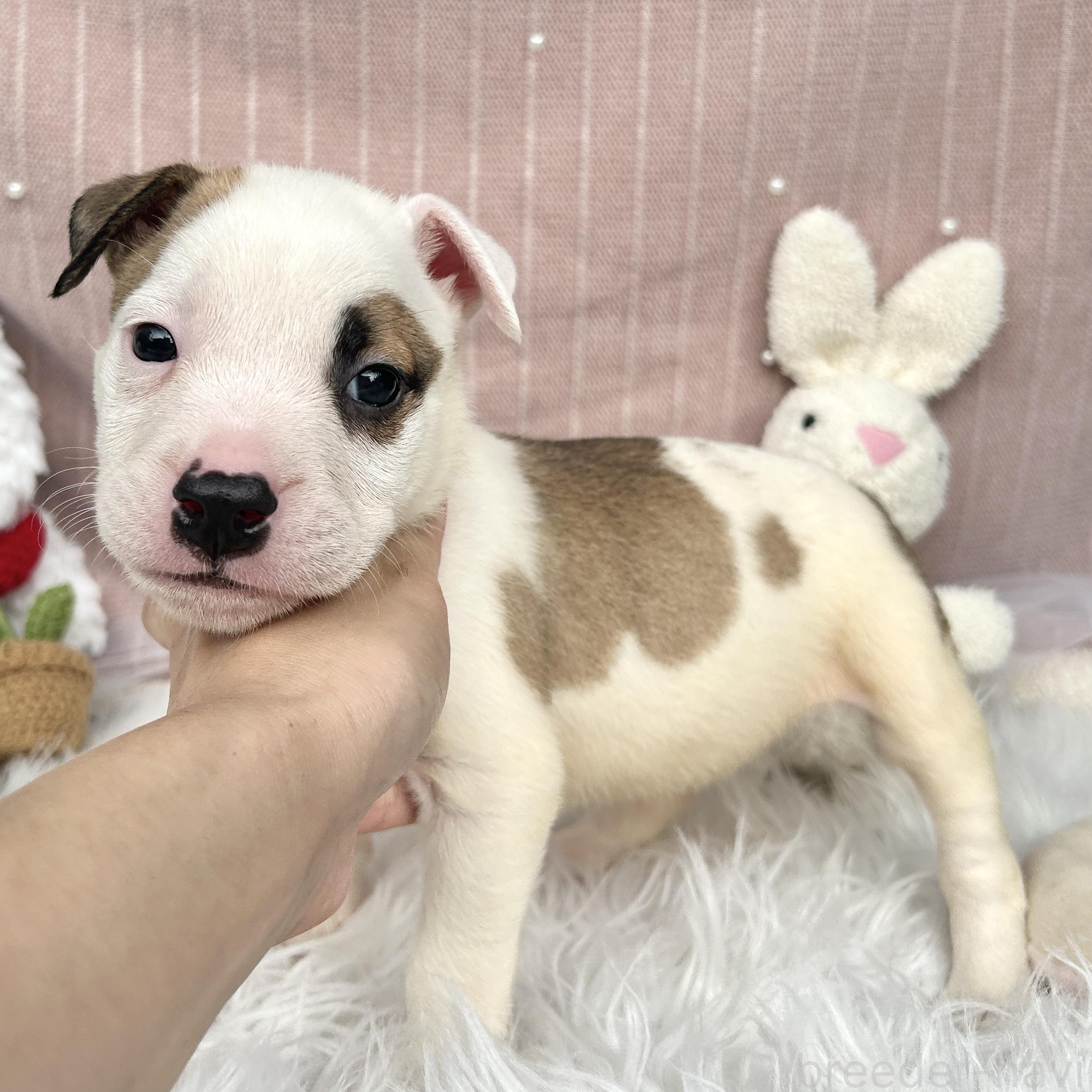 販売中の栃木県のミックス犬-394952の8枚目