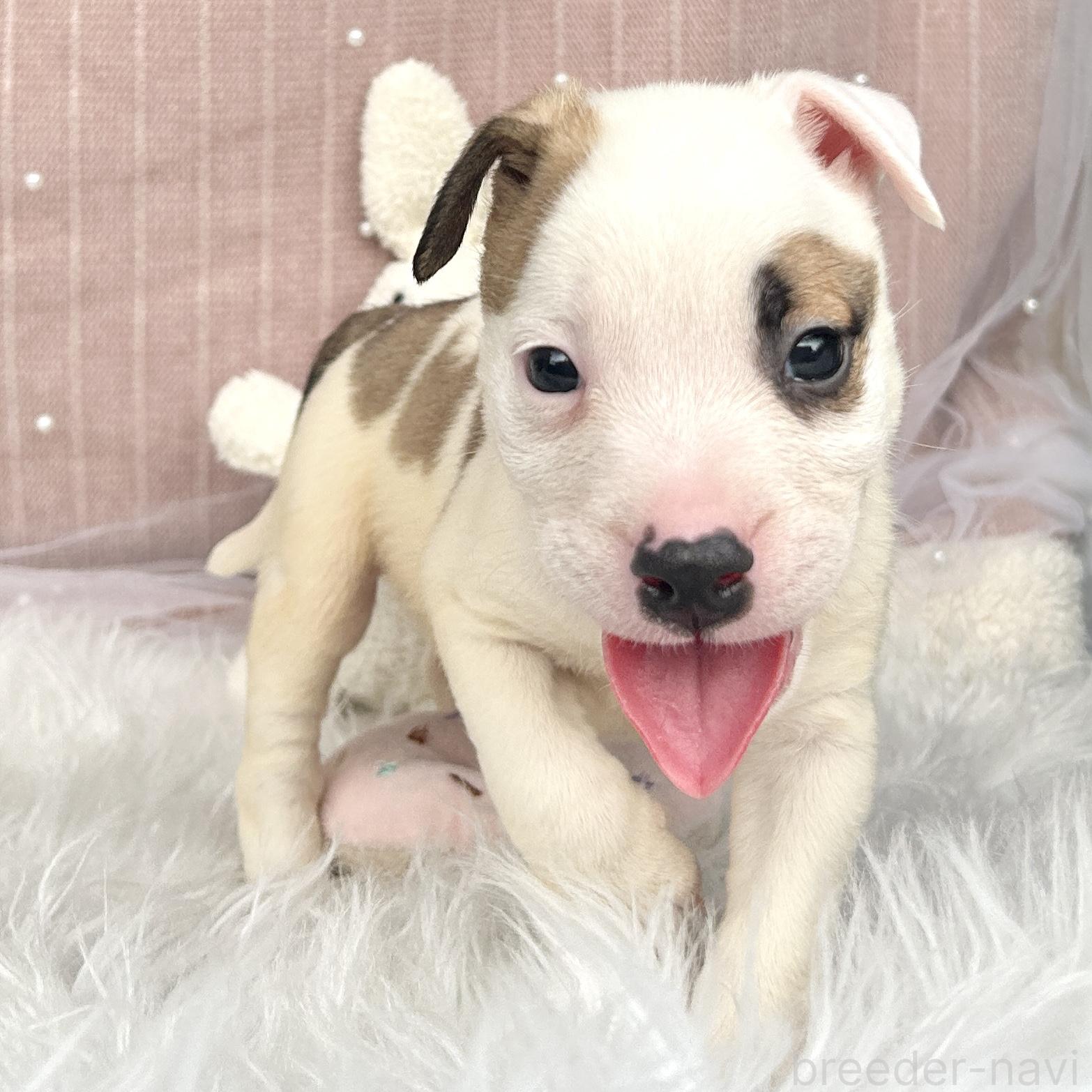 販売中の栃木県のミックス犬-394952の7枚目