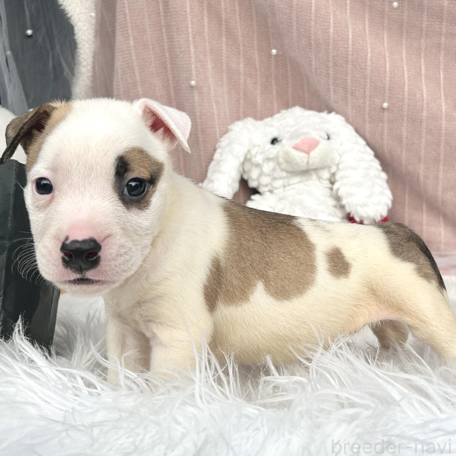 販売中の栃木県のミックス犬-394952の6枚目