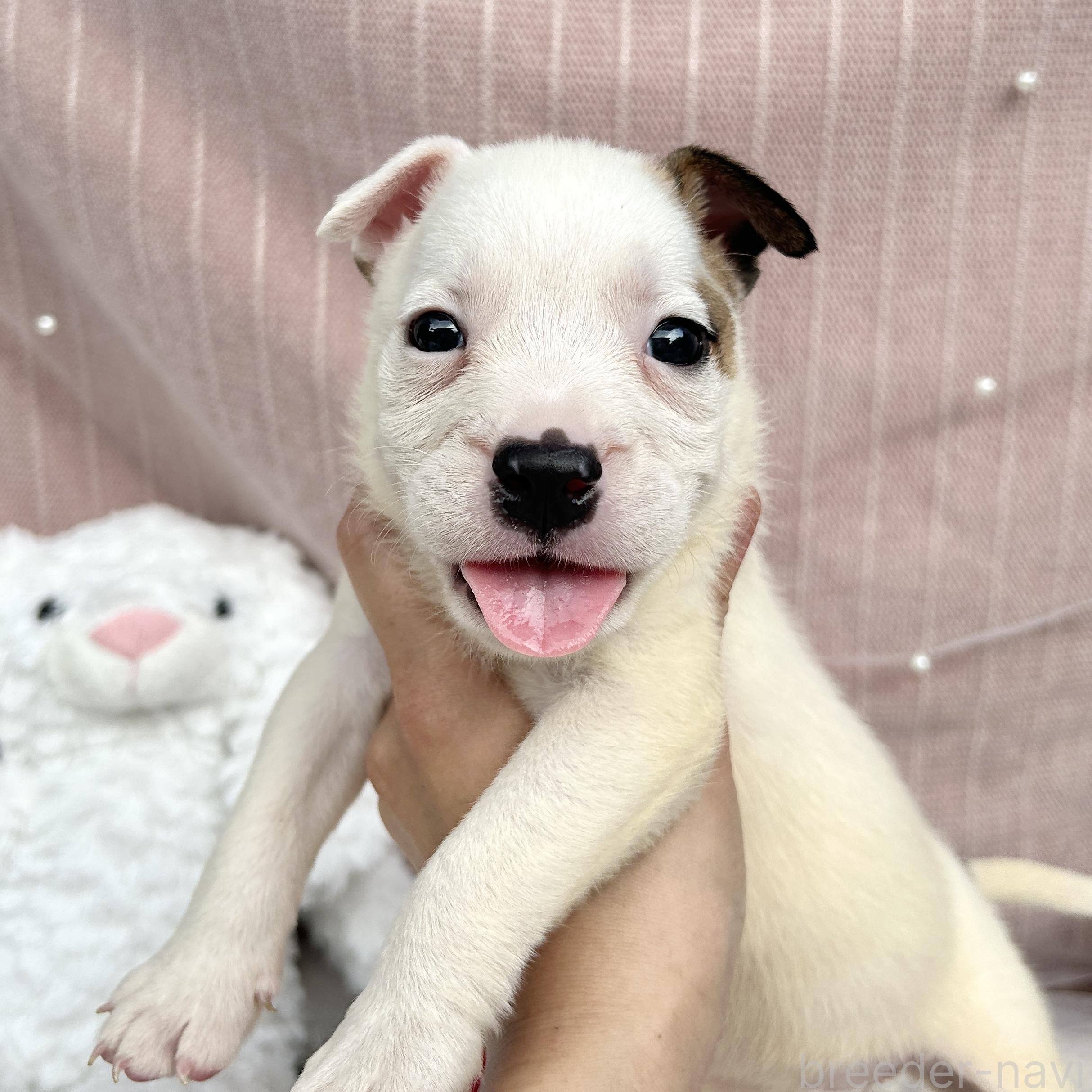 販売中の栃木県のミックス犬-398735の7枚目