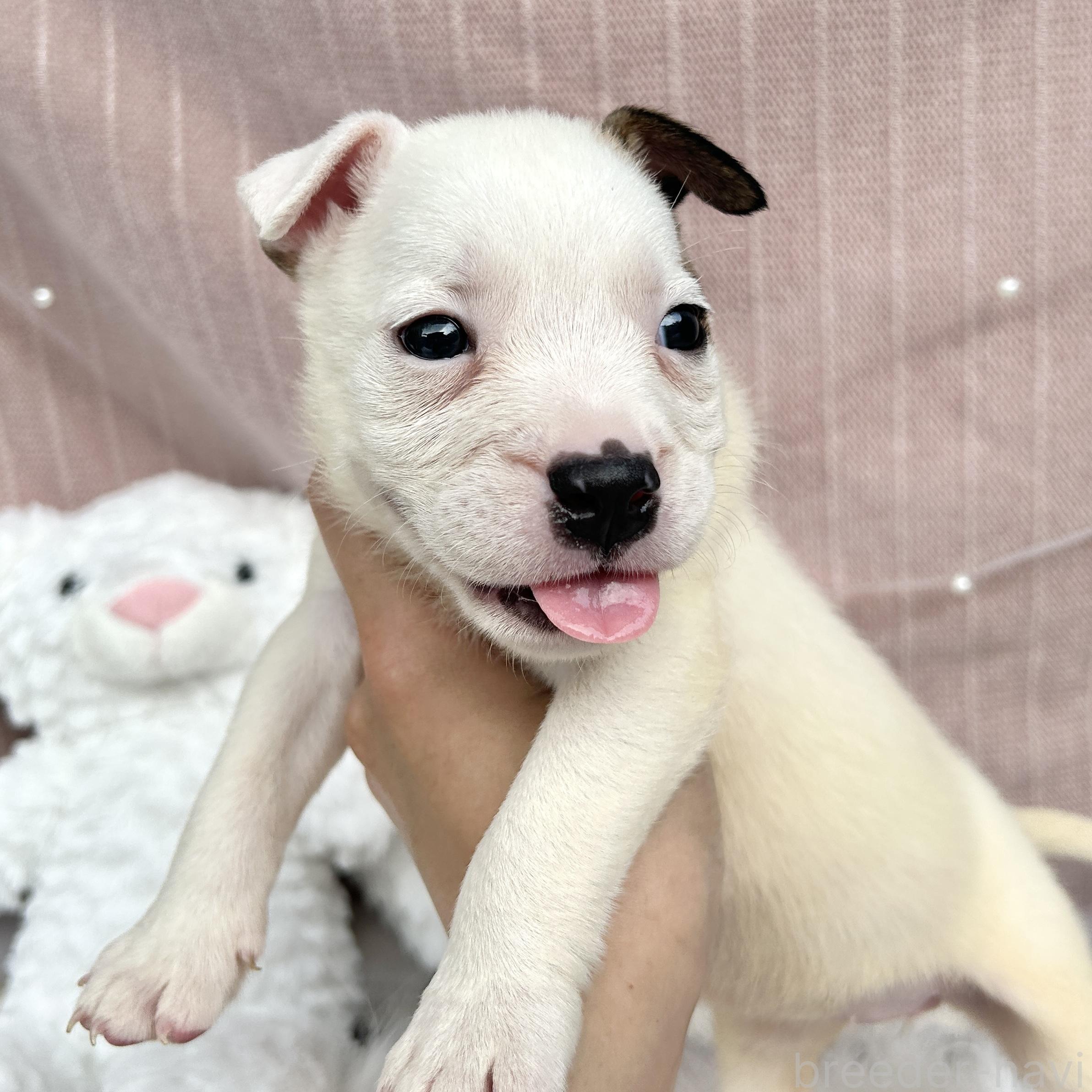 販売中の栃木県のミックス犬-398735の6枚目