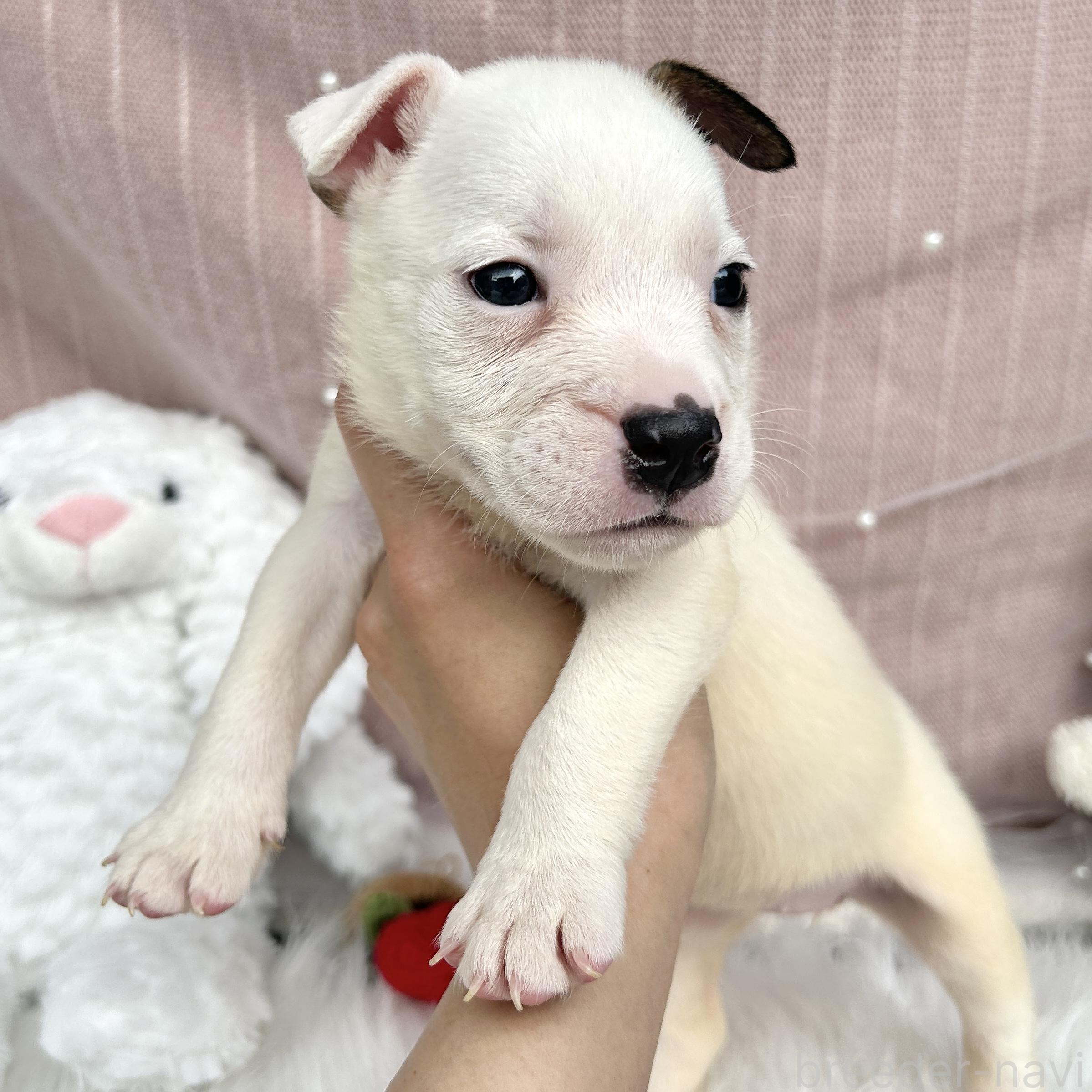 販売中の栃木県のミックス犬-398735の5枚目
