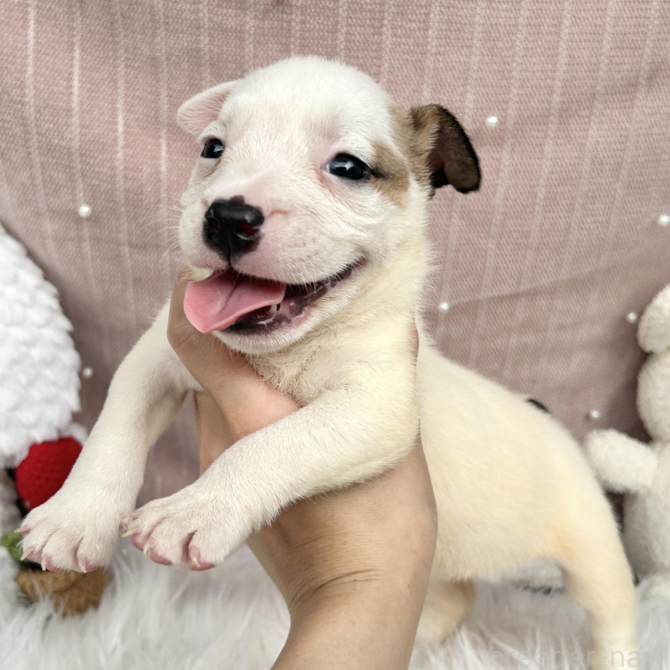 販売中の栃木県のミックス犬-398735の4枚目
