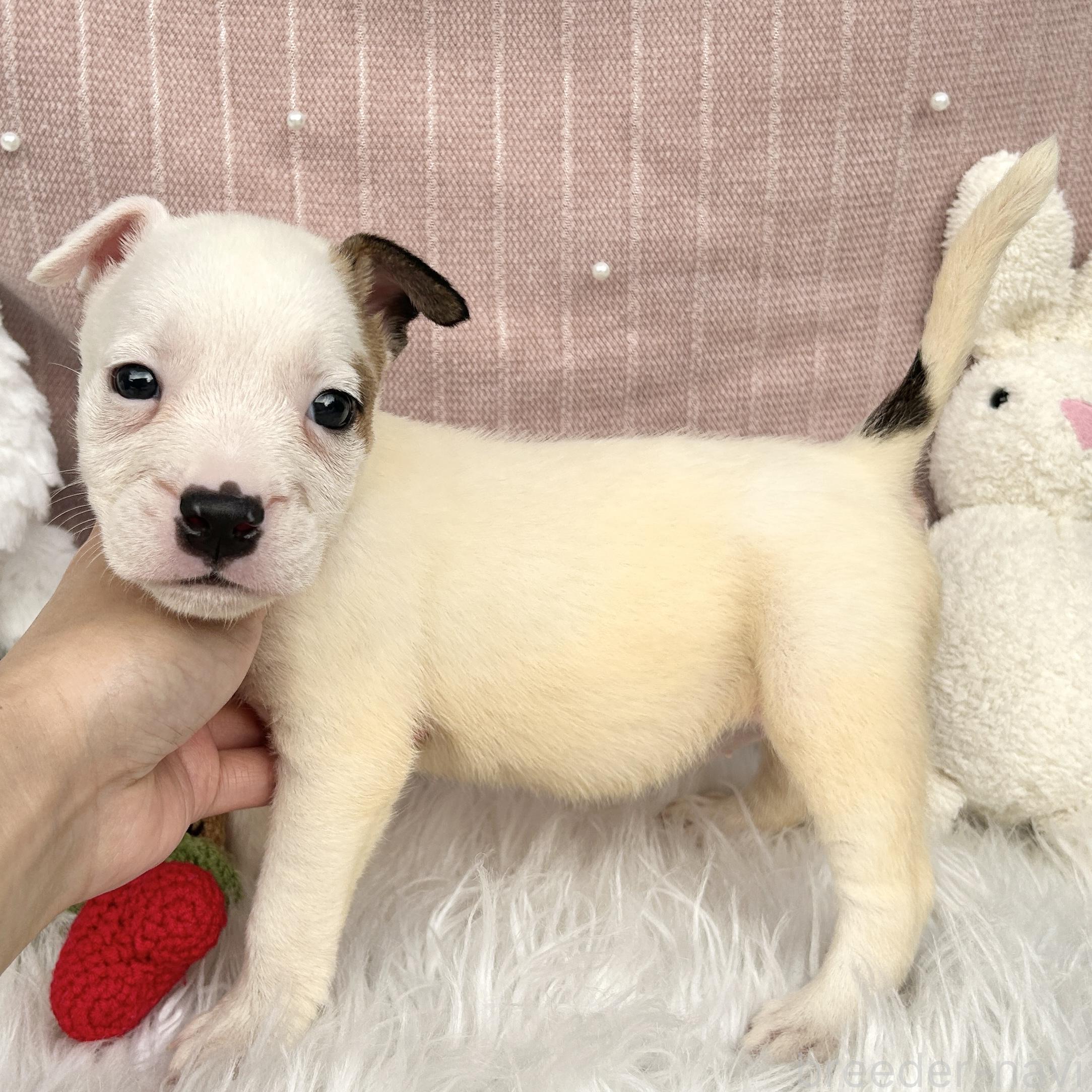 販売中の栃木県のミックス犬-398735の3枚目
