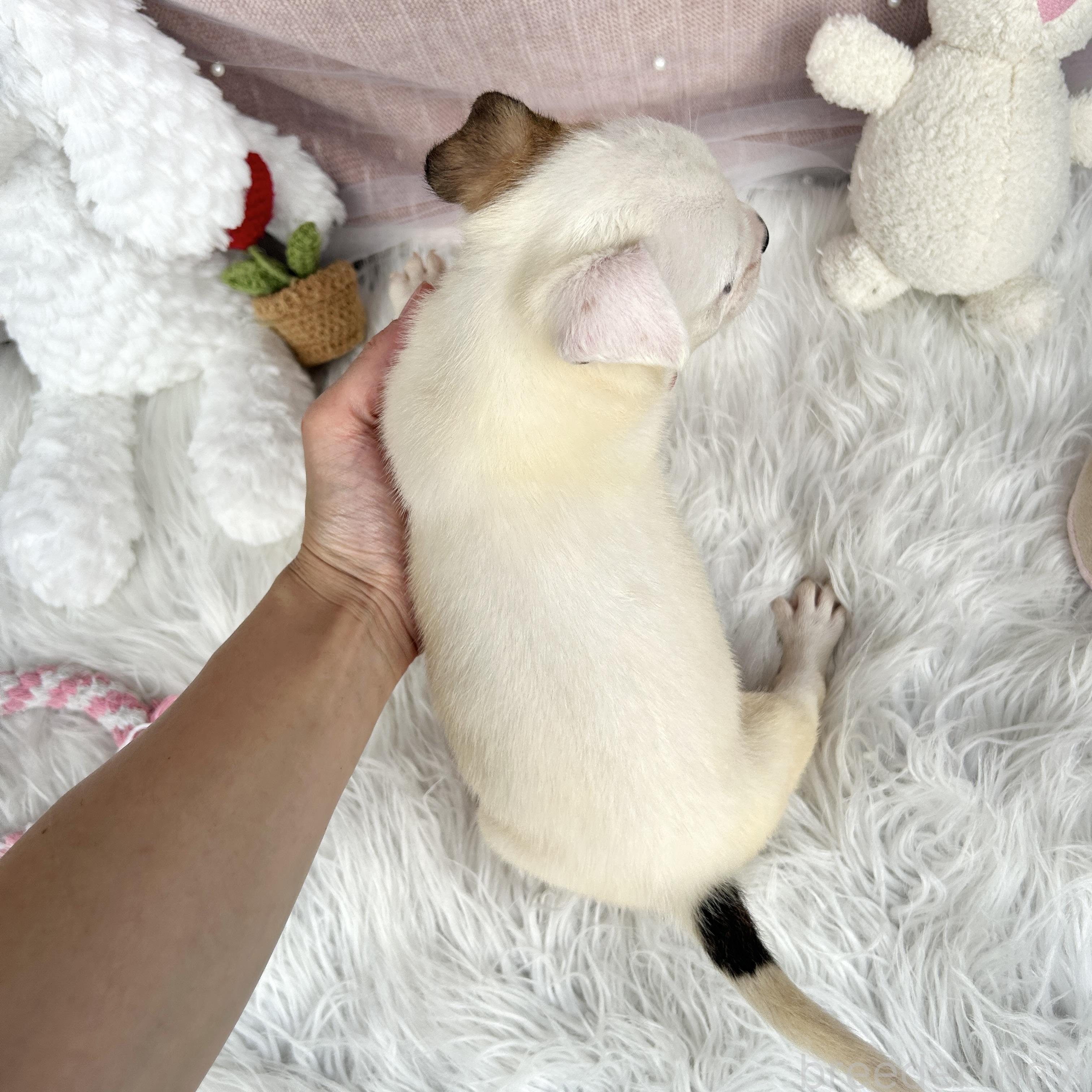 販売中の栃木県のミックス犬-398735の2枚目