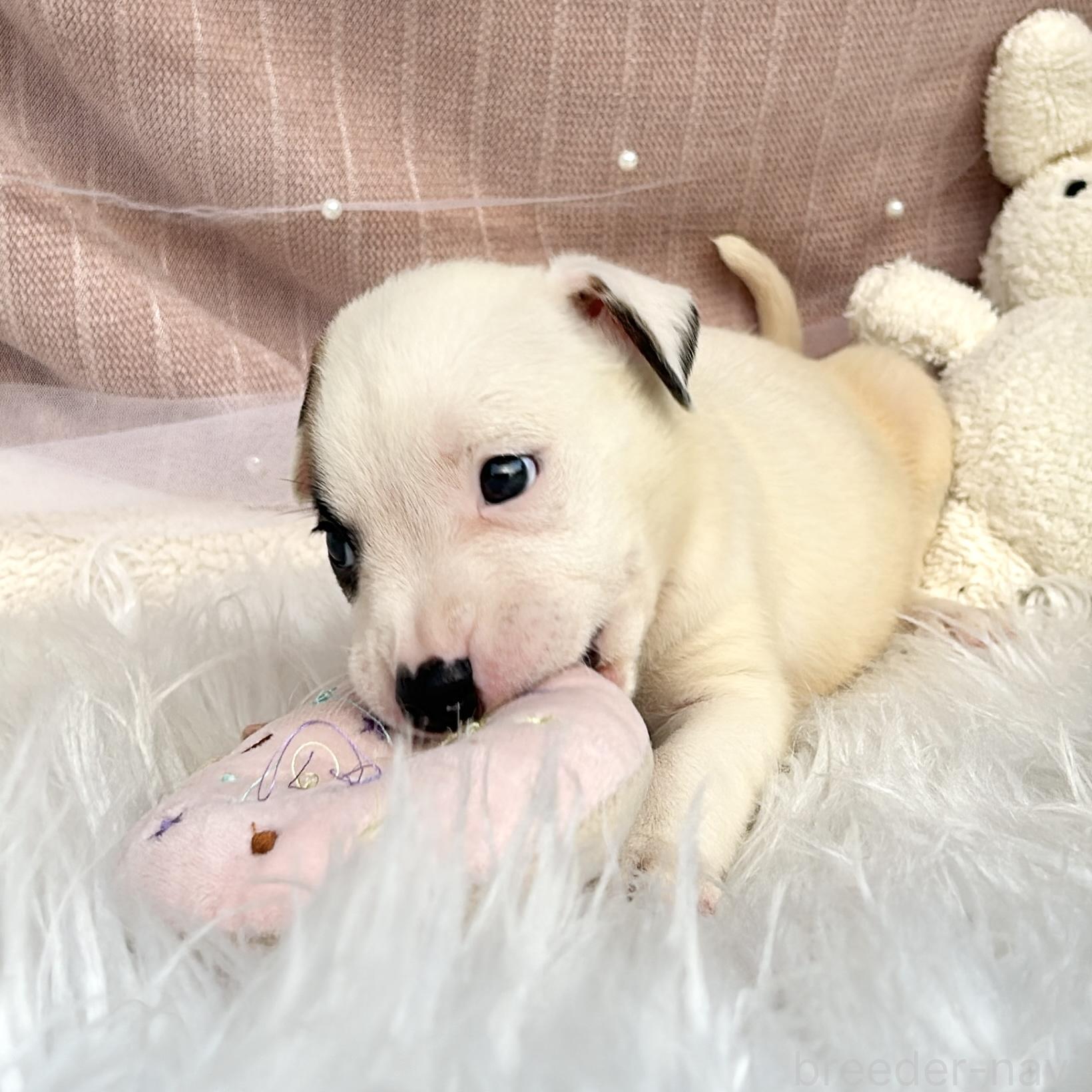 販売中の栃木県のミックス犬-398736の12枚目