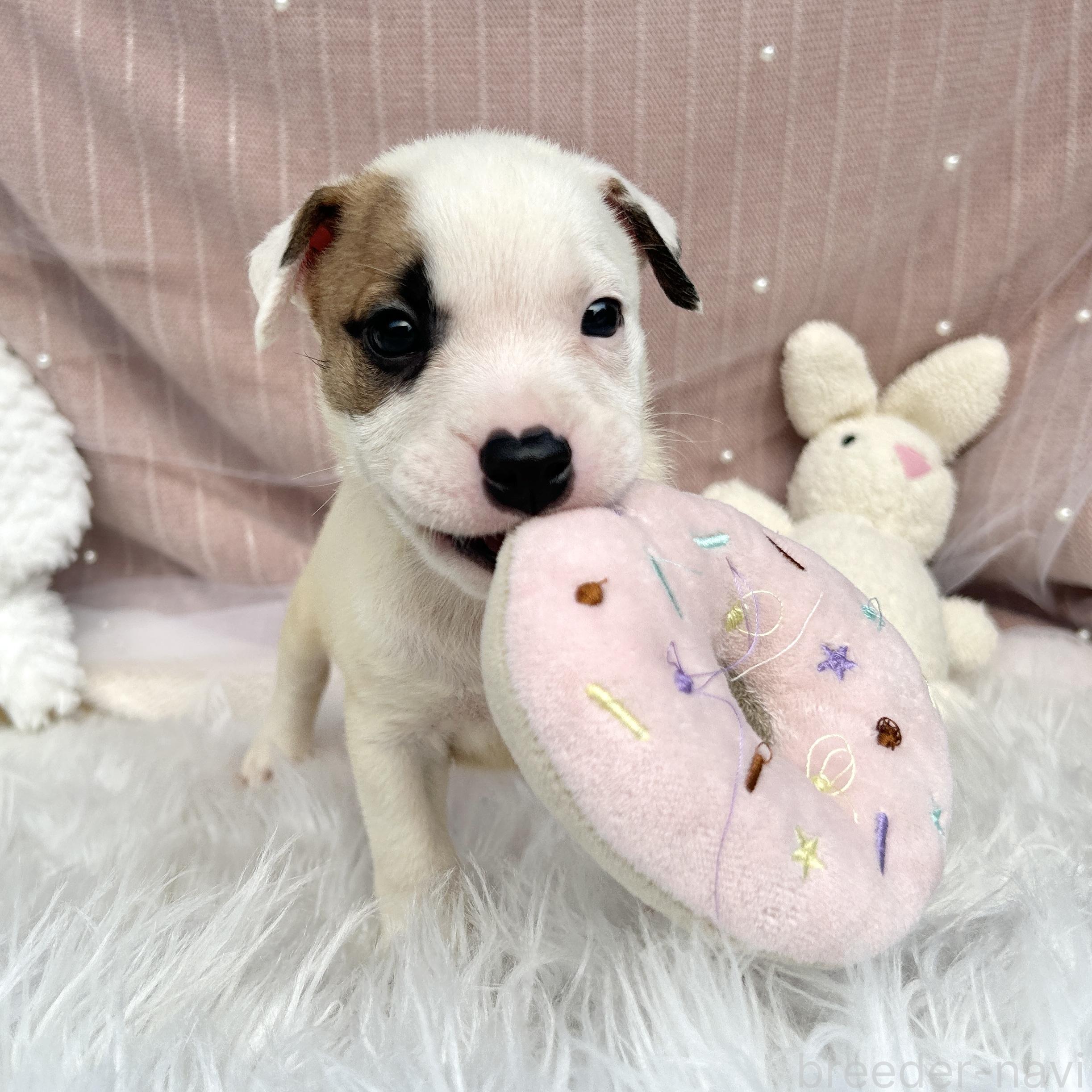 販売中の栃木県のミックス犬-398736の11枚目