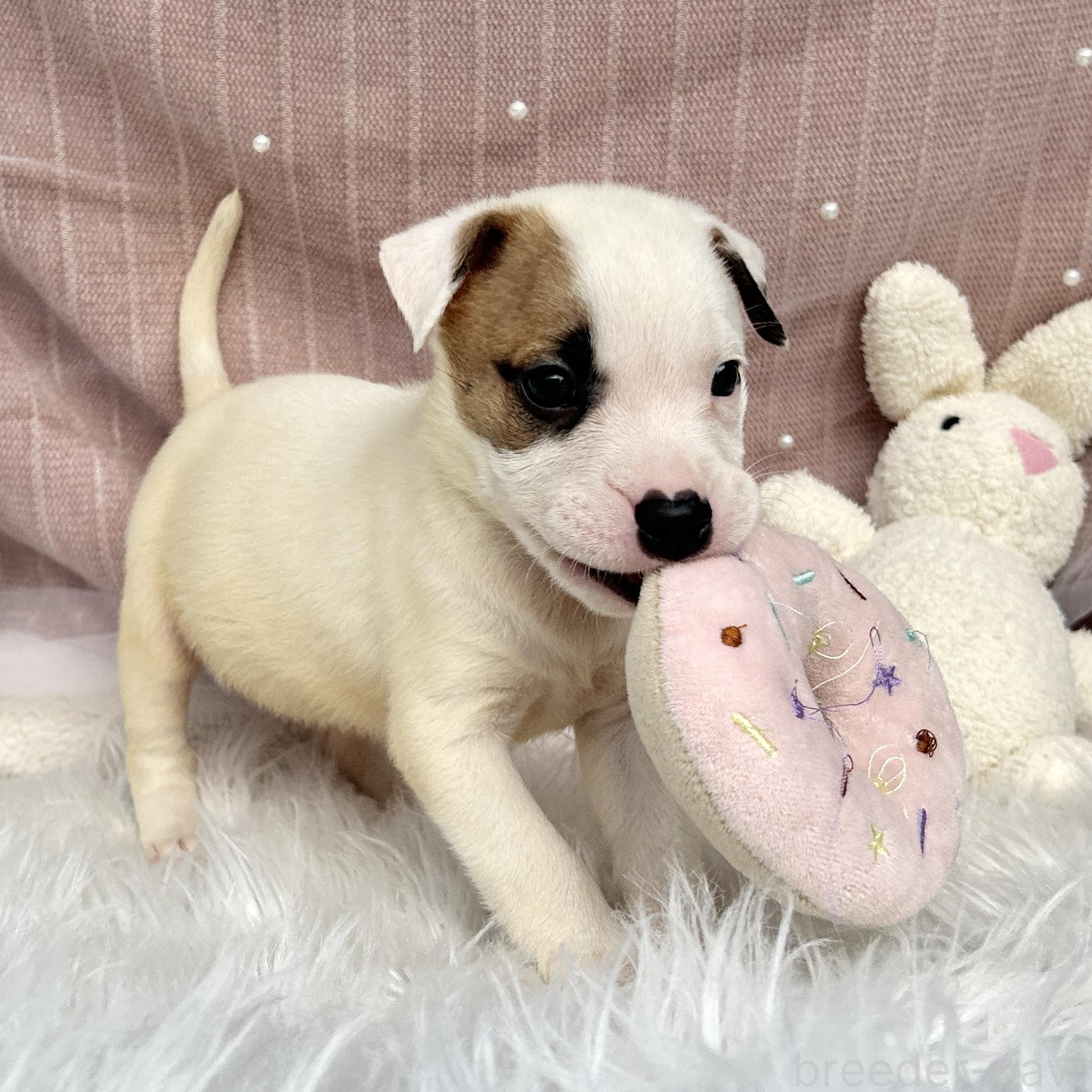 販売中の栃木県のミックス犬-398736の10枚目