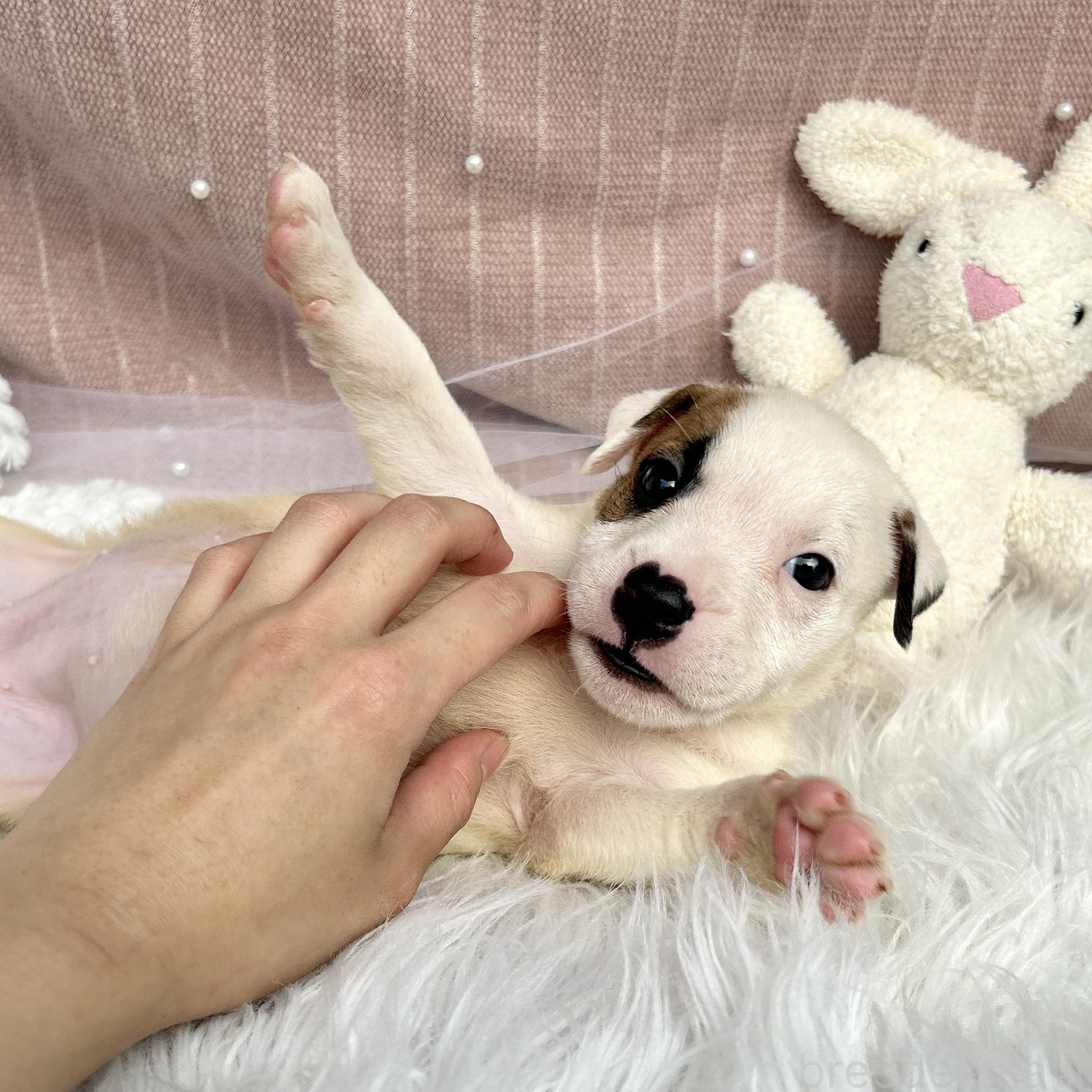 販売中の栃木県のミックス犬-398736の9枚目