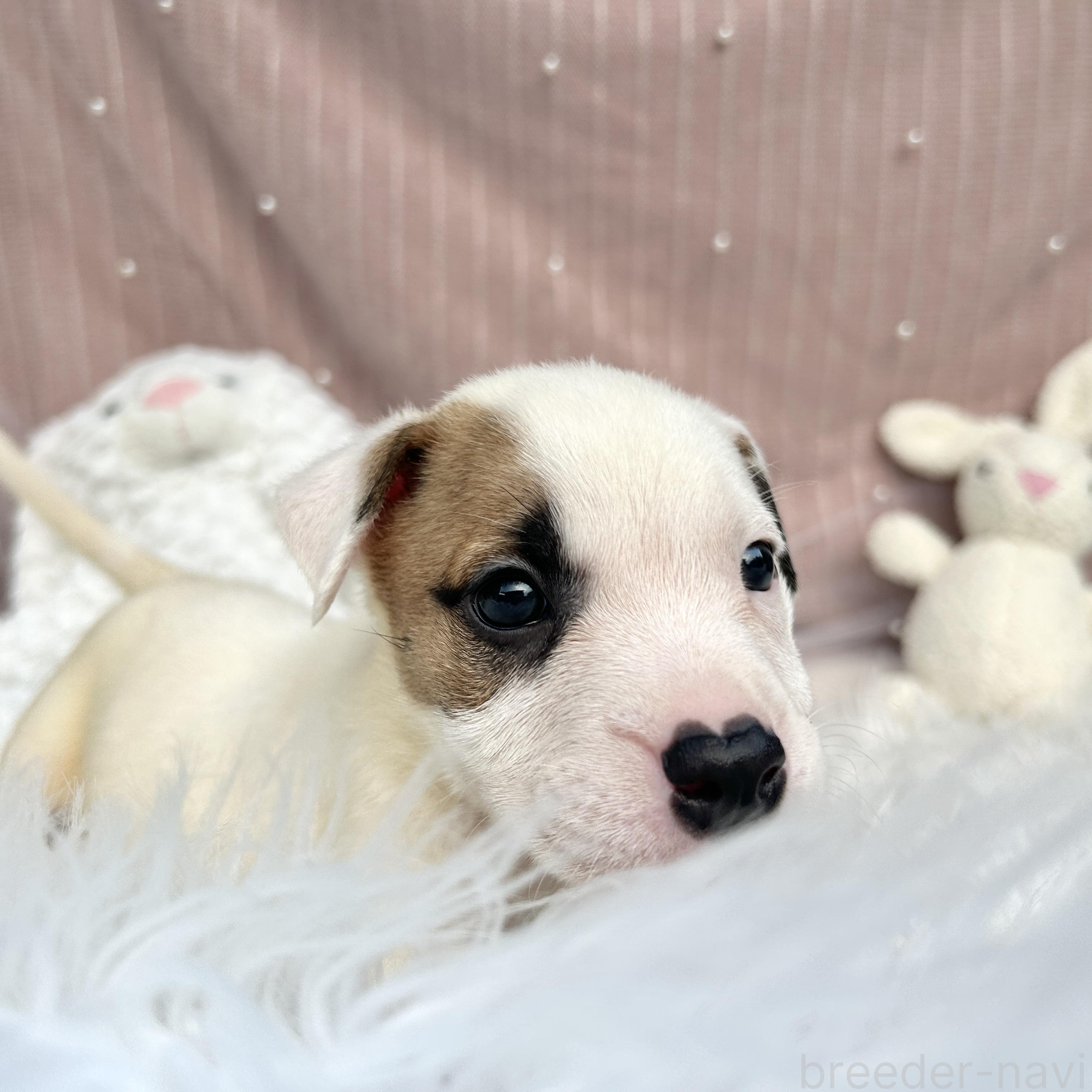 販売中の栃木県のミックス犬-398736の8枚目
