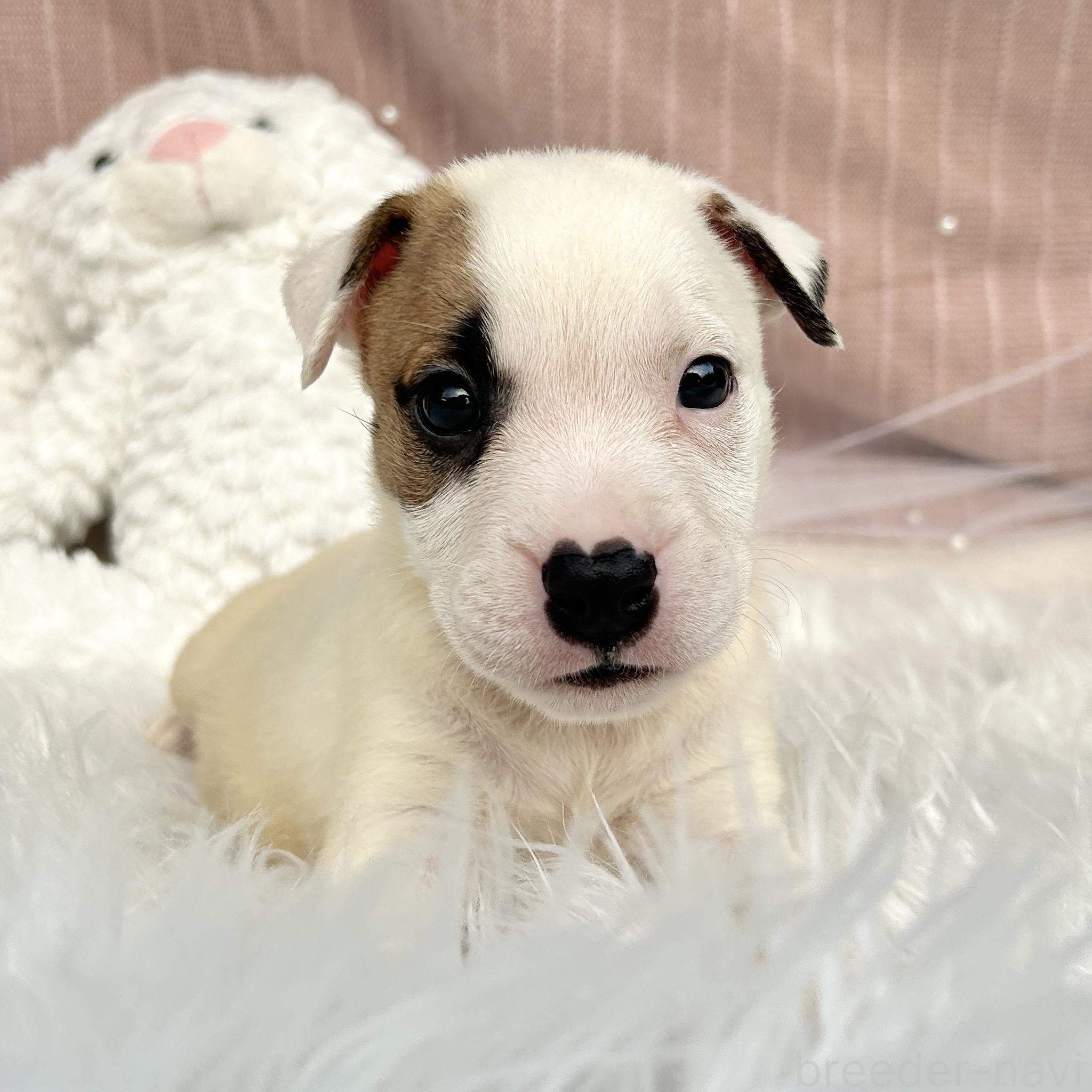 販売中の栃木県のミックス犬-398736の7枚目