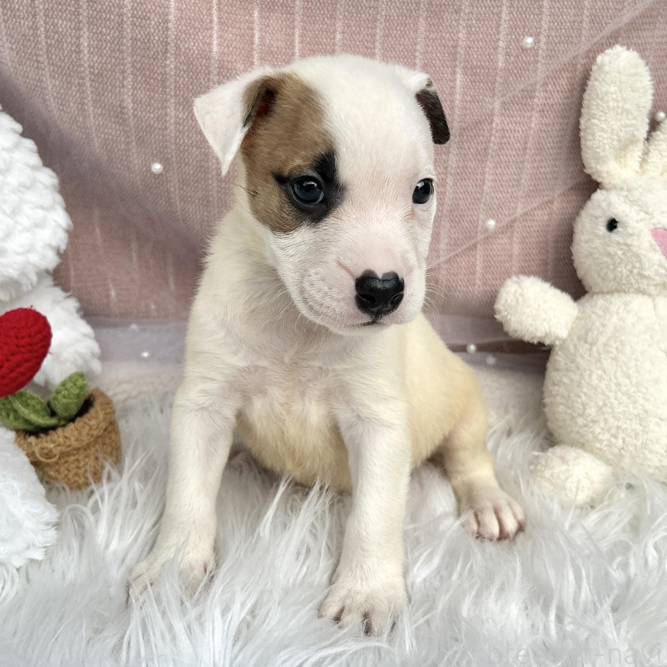販売中の栃木県のミックス犬-398736の6枚目