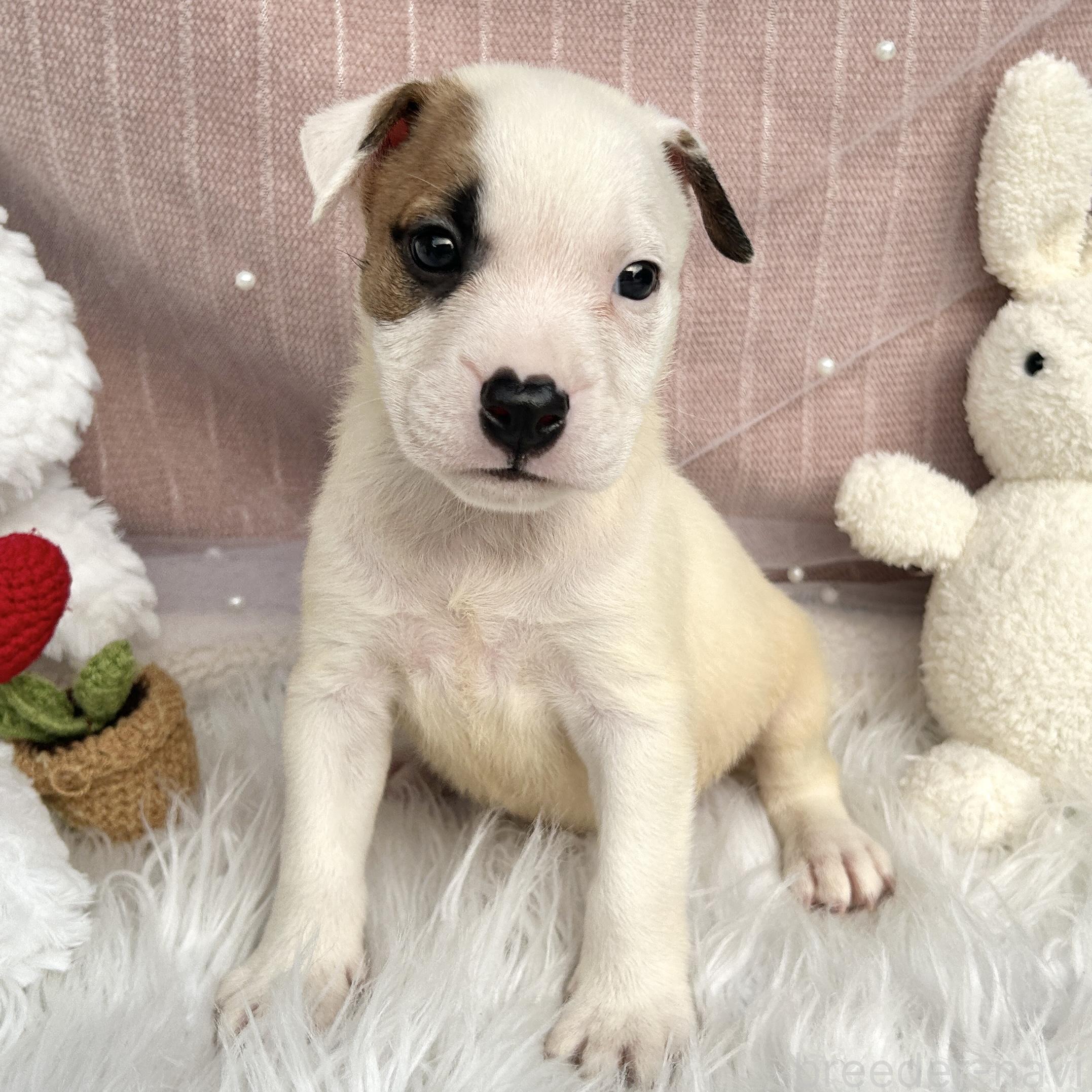 販売中の栃木県のミックス犬-398736