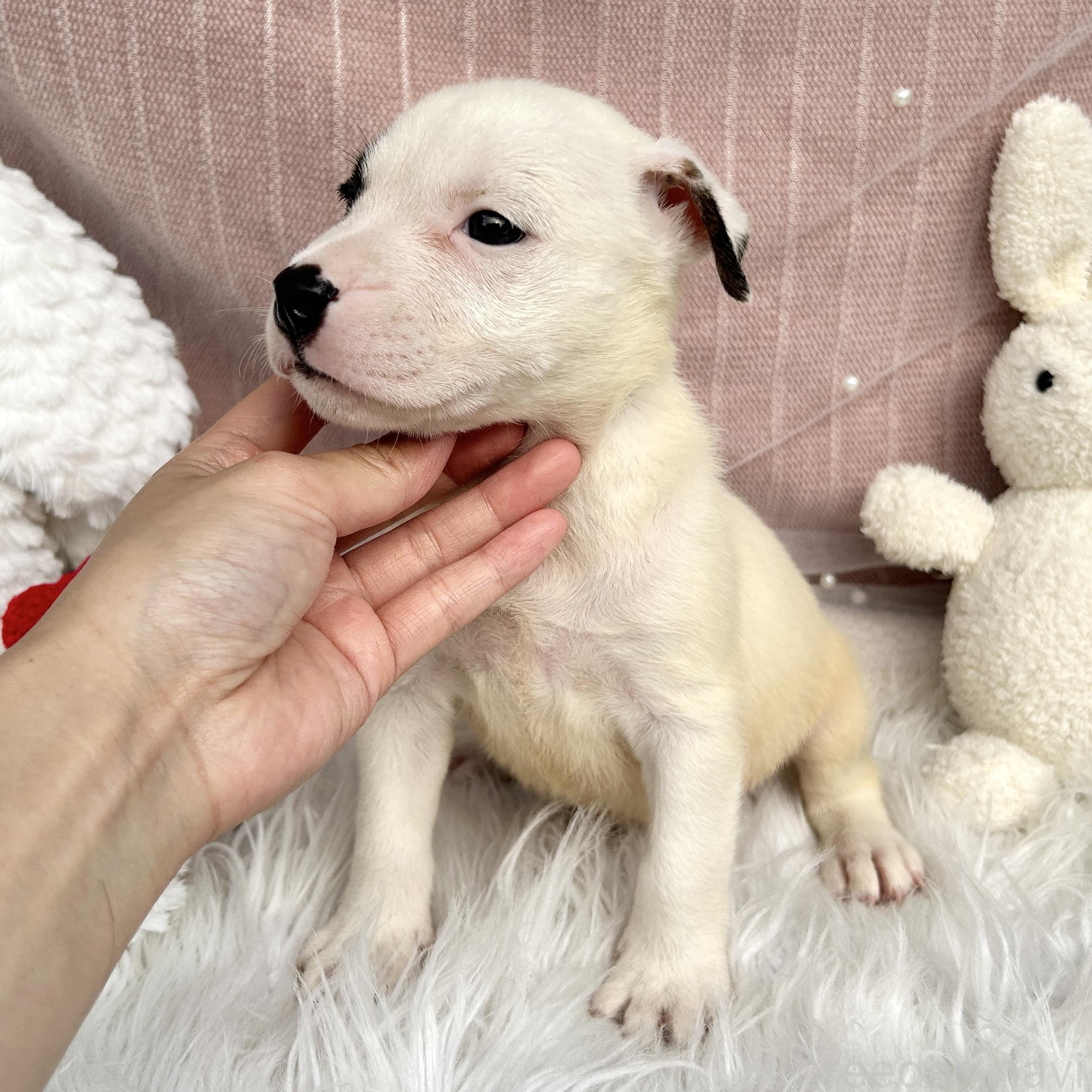 販売中の栃木県のミックス犬-398736の5枚目