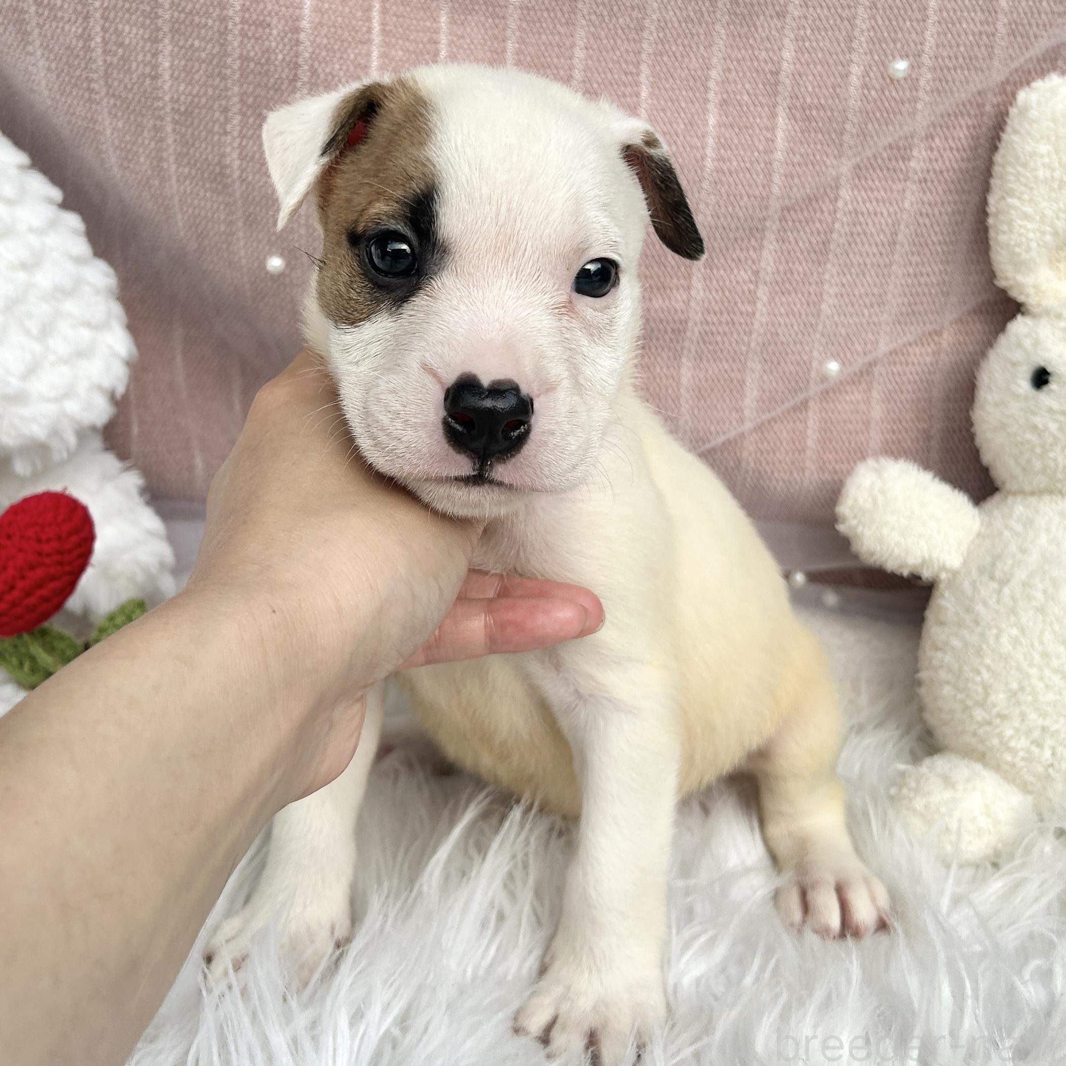 販売中の栃木県のミックス犬-398736の4枚目