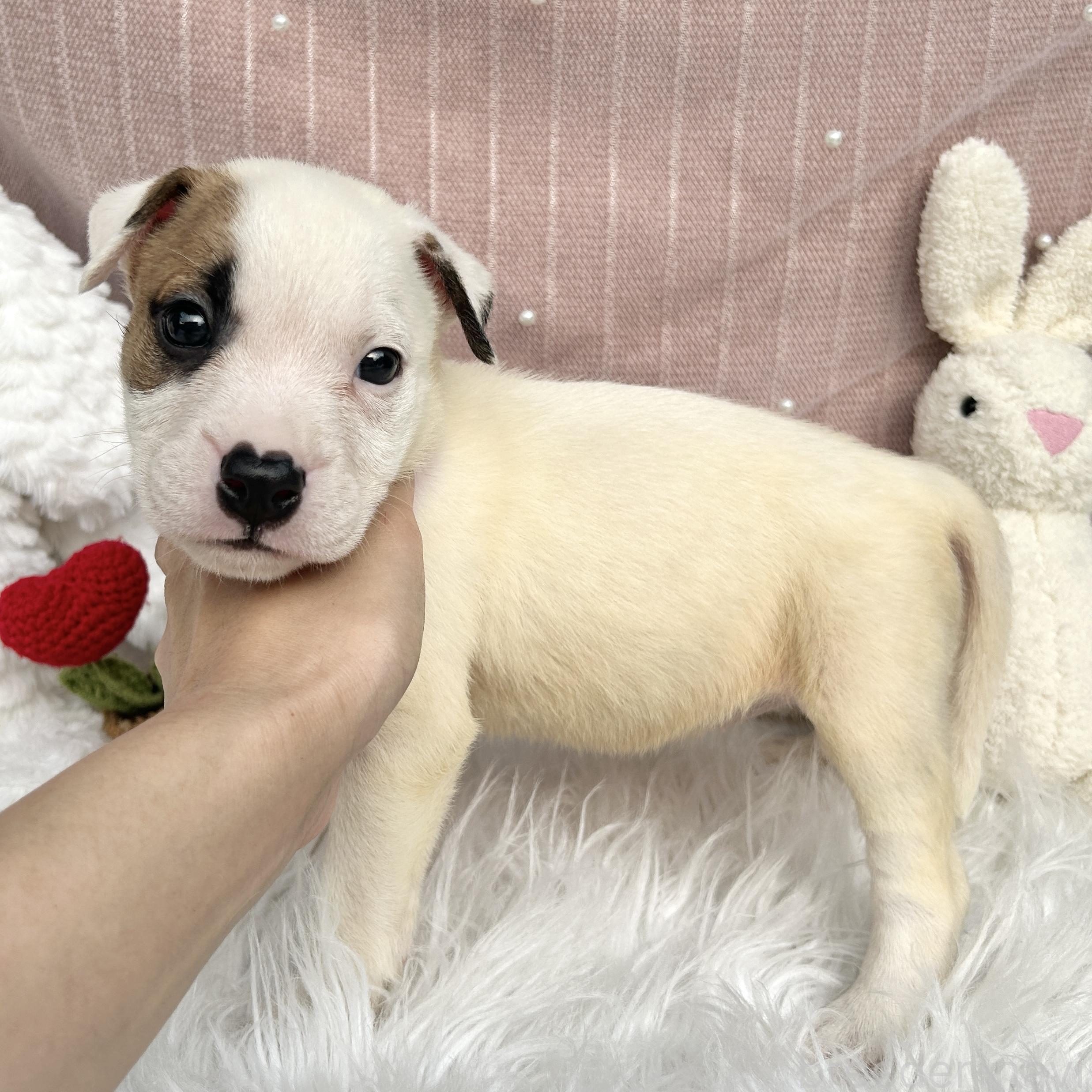 販売中の栃木県のミックス犬-398736の3枚目