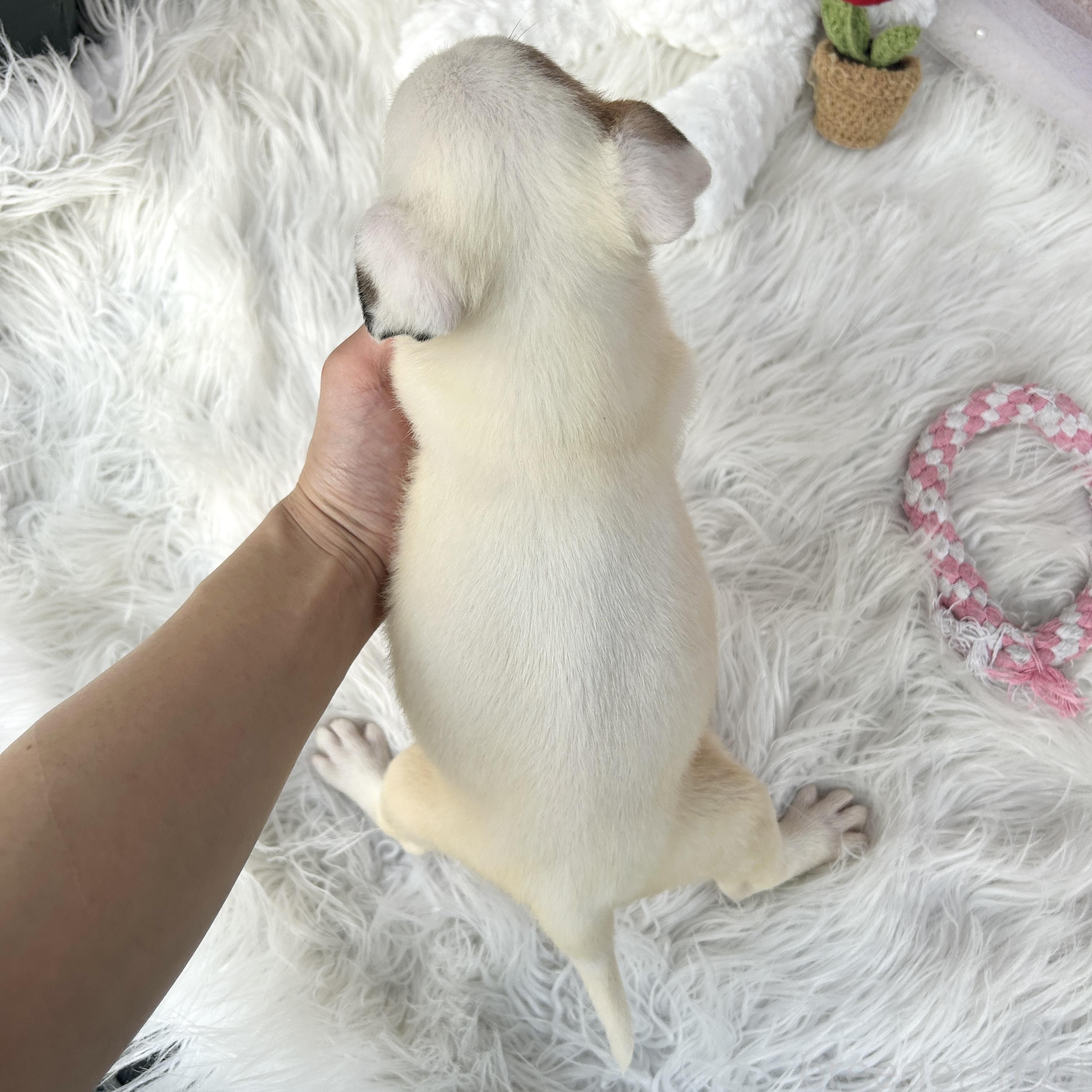 販売中の栃木県のミックス犬-398736の2枚目