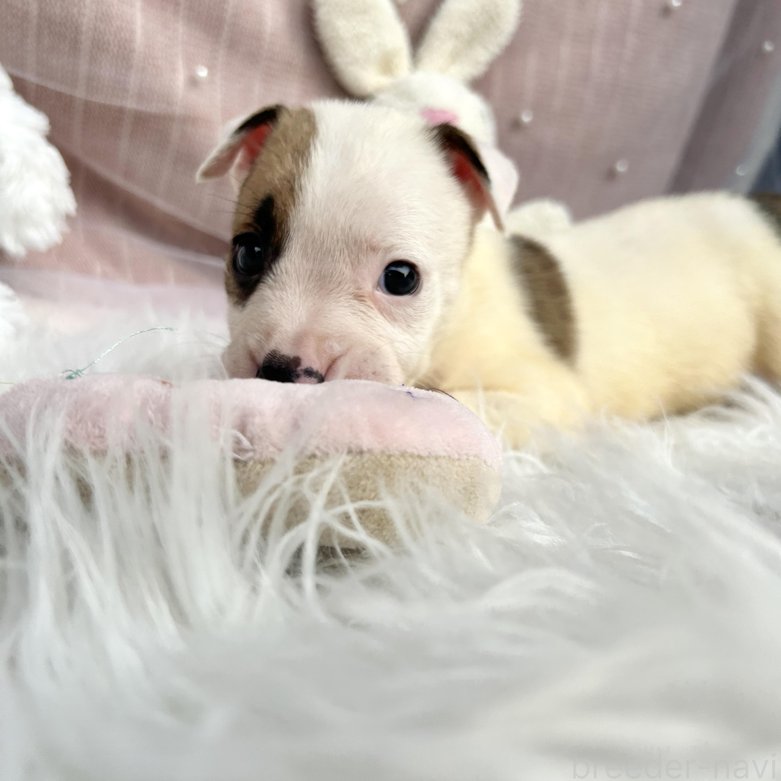 販売中の栃木県のミックス犬-398737の13枚目