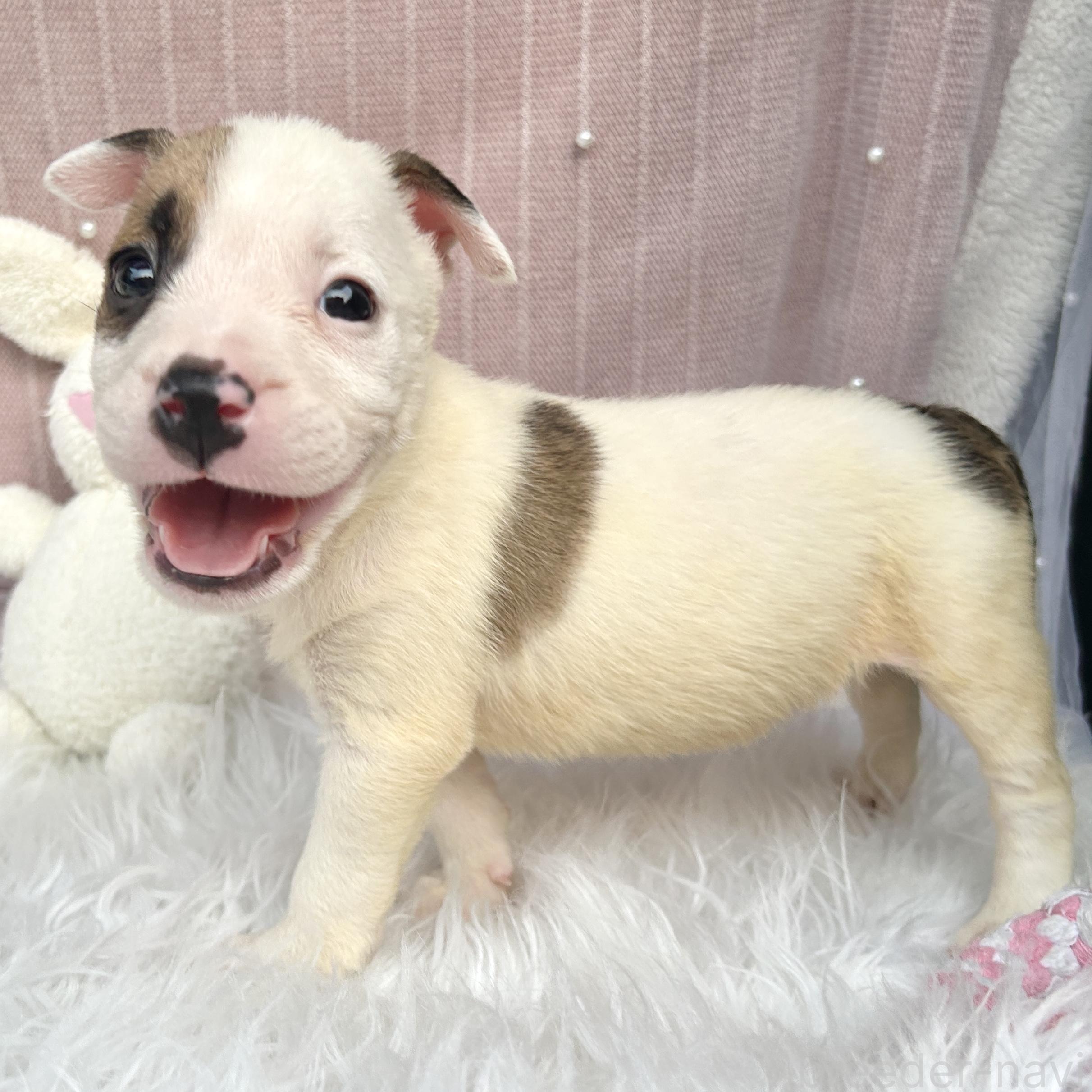 販売中の栃木県のミックス犬-398737の12枚目