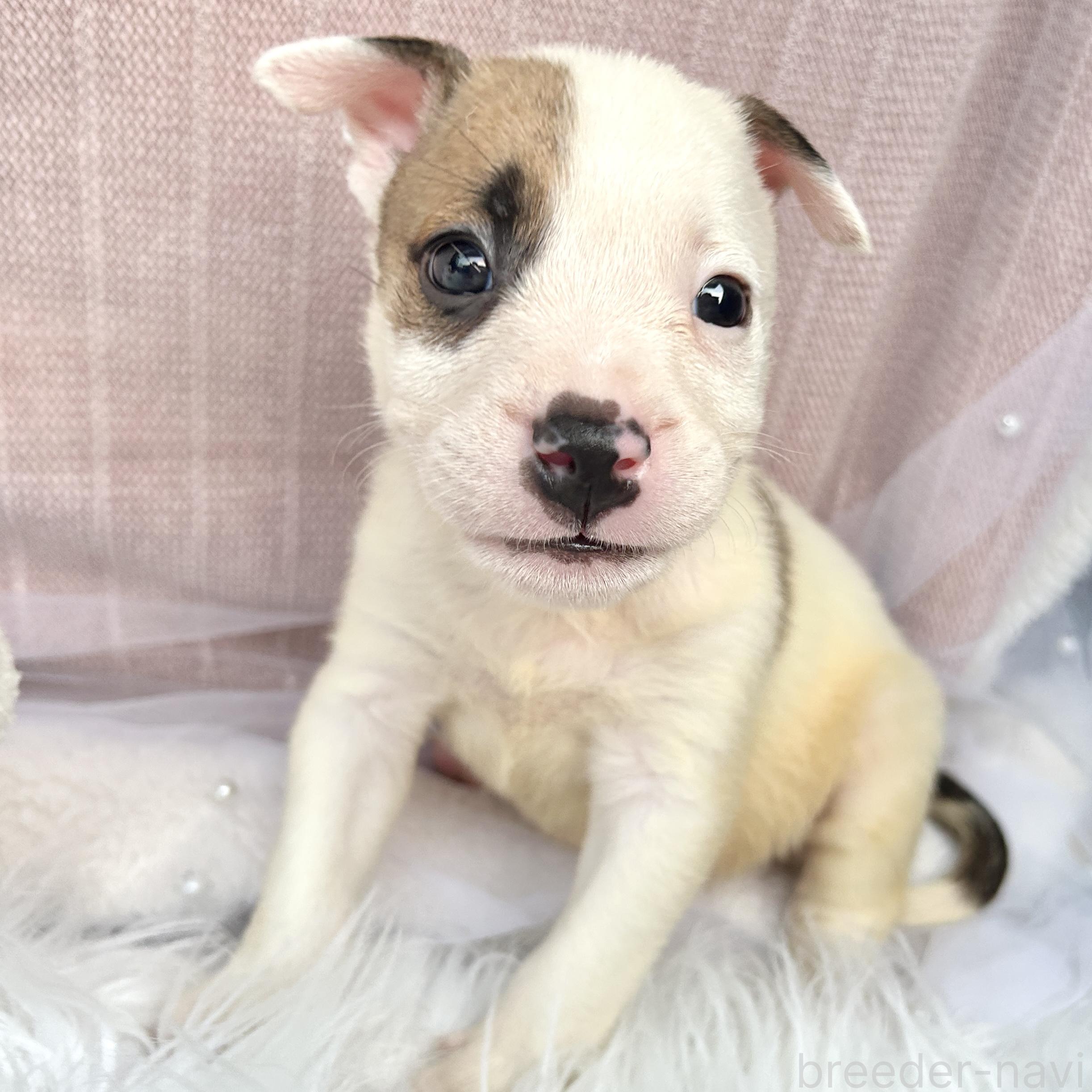 販売中の栃木県のミックス犬-398737の9枚目