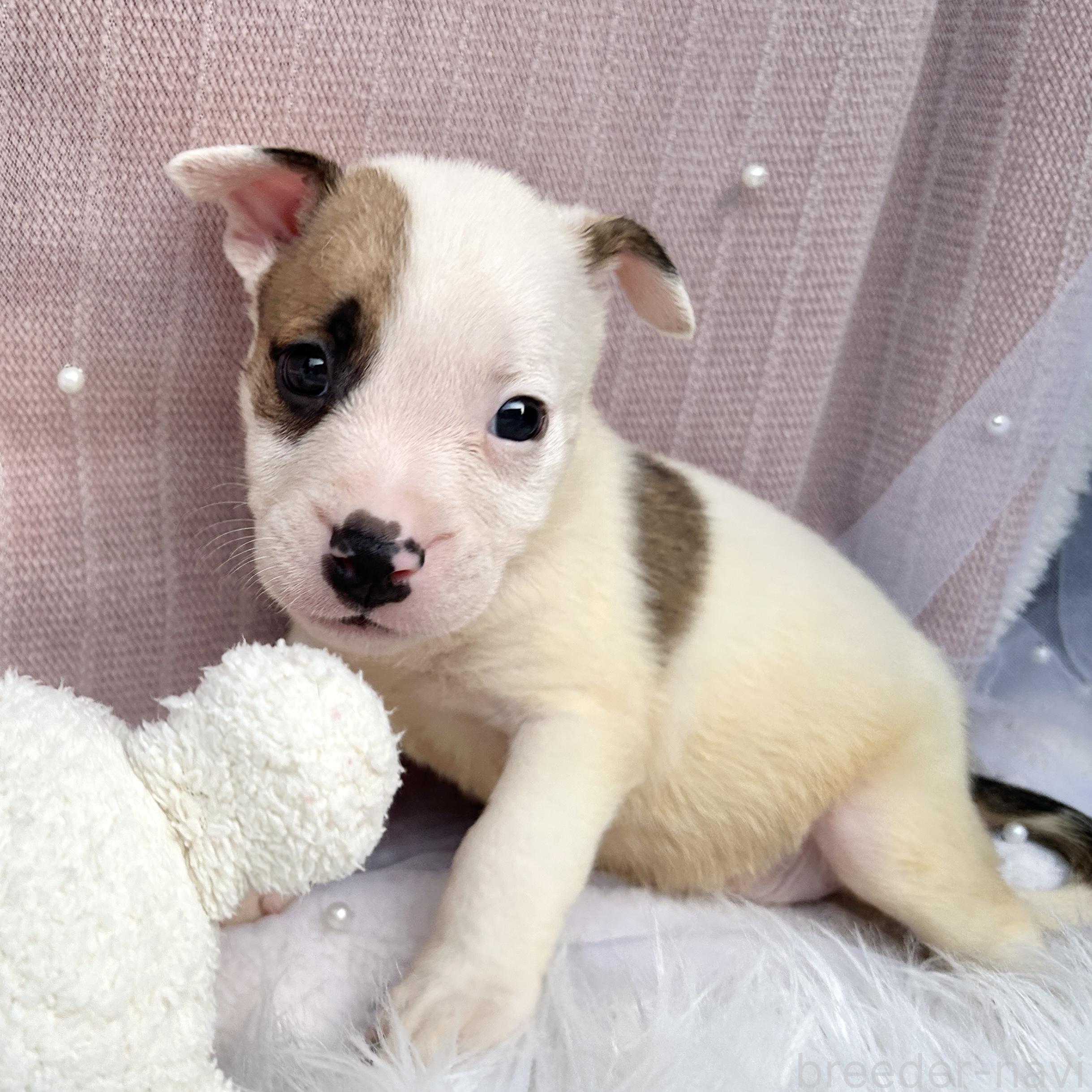 販売中の栃木県のミックス犬-398737の8枚目