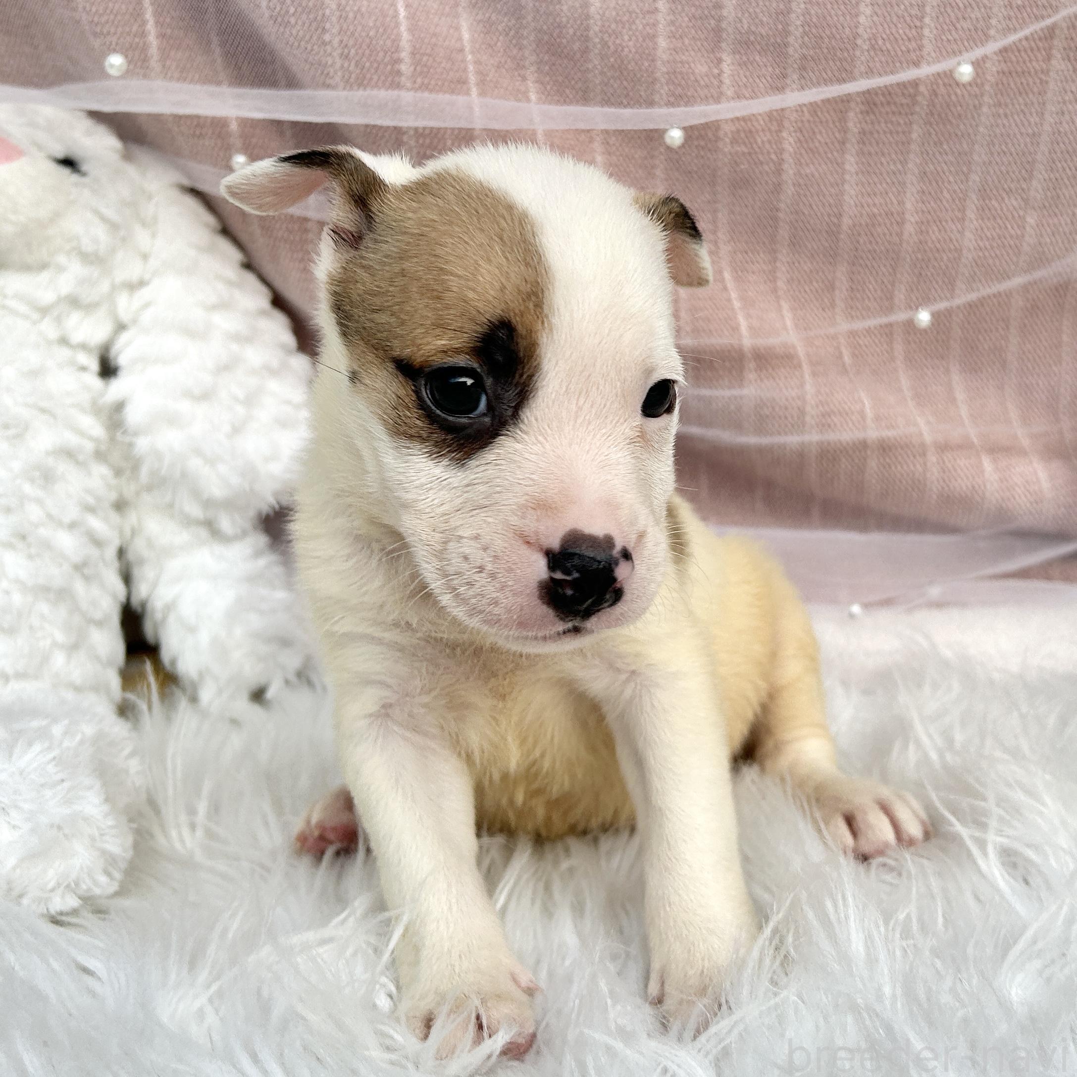 販売中の栃木県のミックス犬-398737の7枚目
