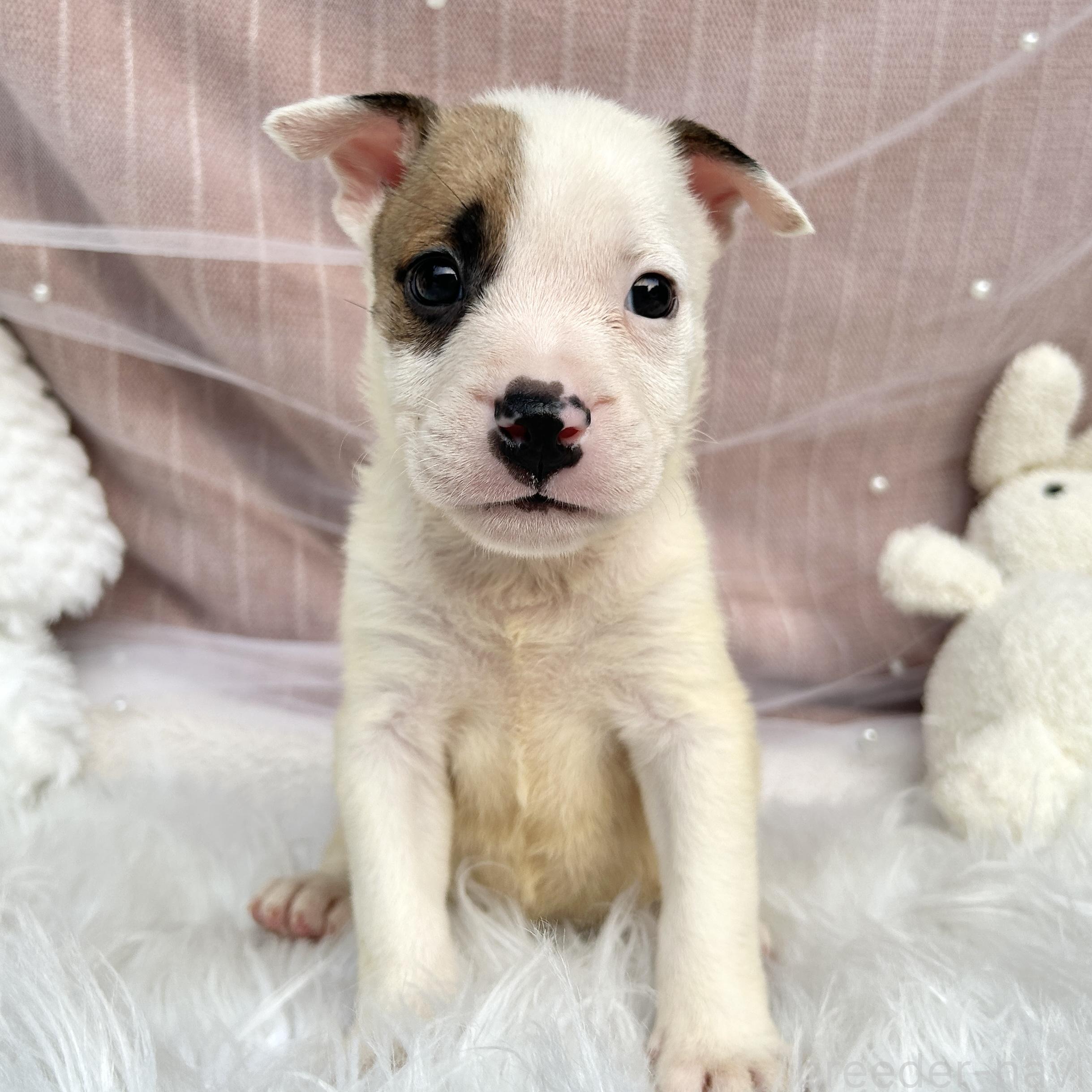 販売中の栃木県のミックス犬-398737の1枚目