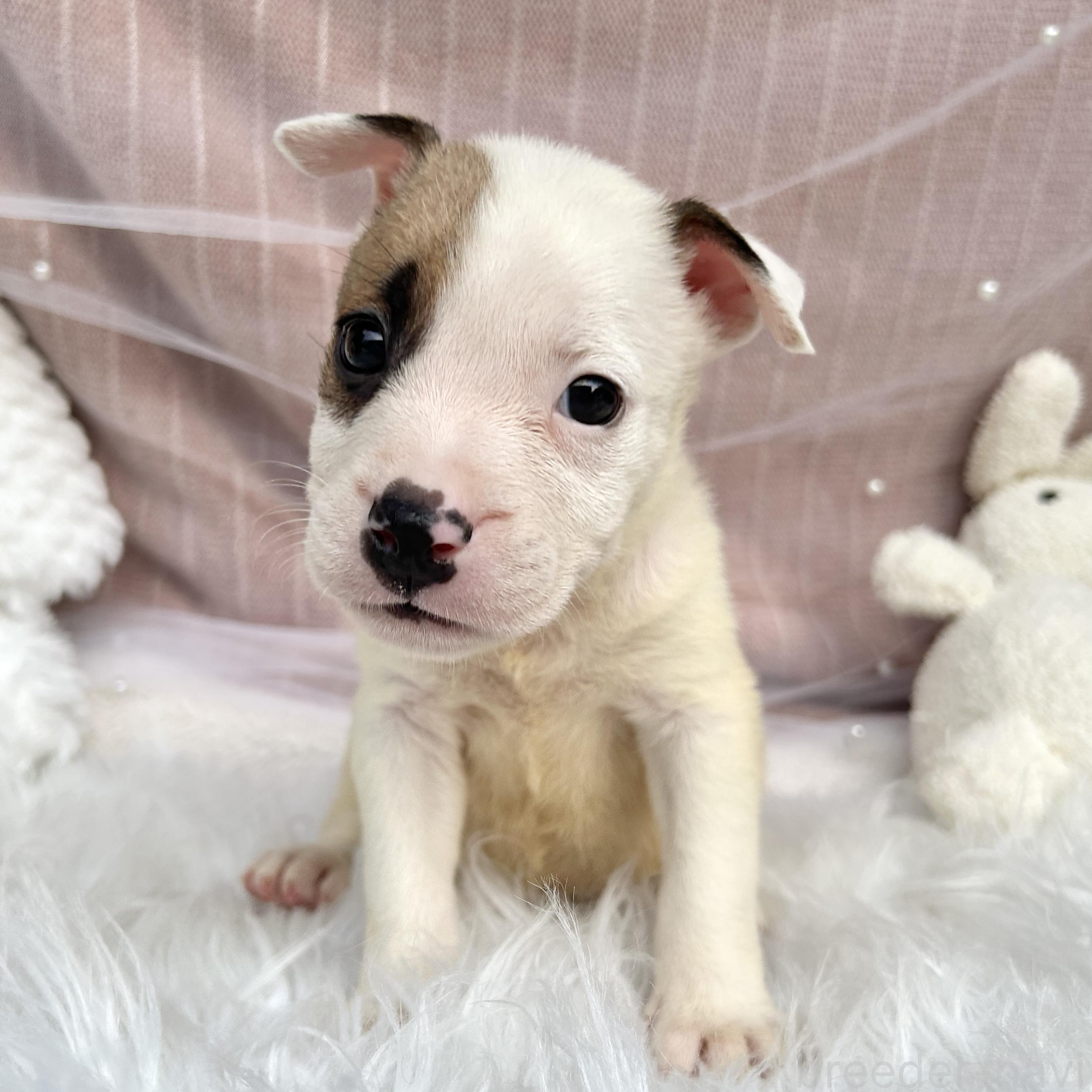 販売中の栃木県のミックス犬-398737の6枚目