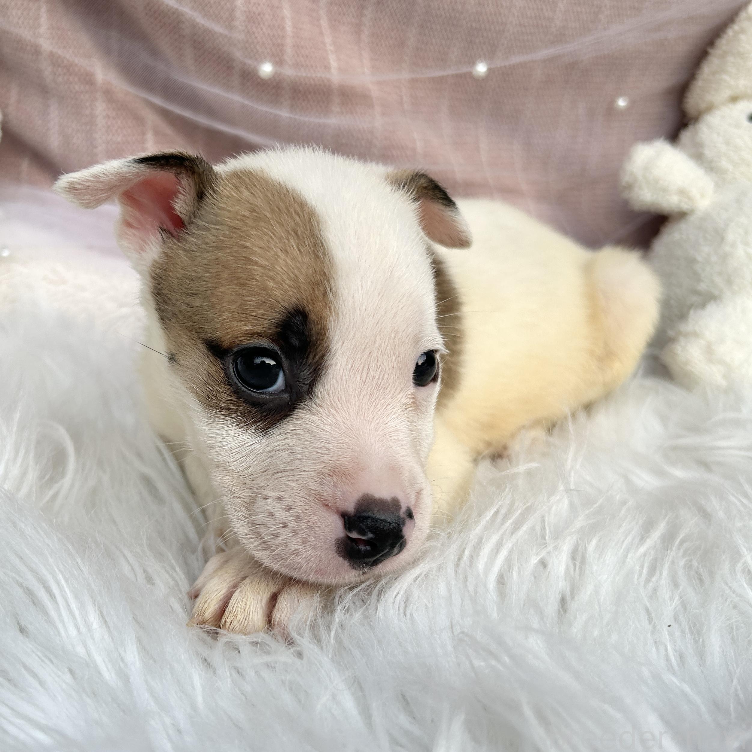 販売中の栃木県のミックス犬-398737の5枚目