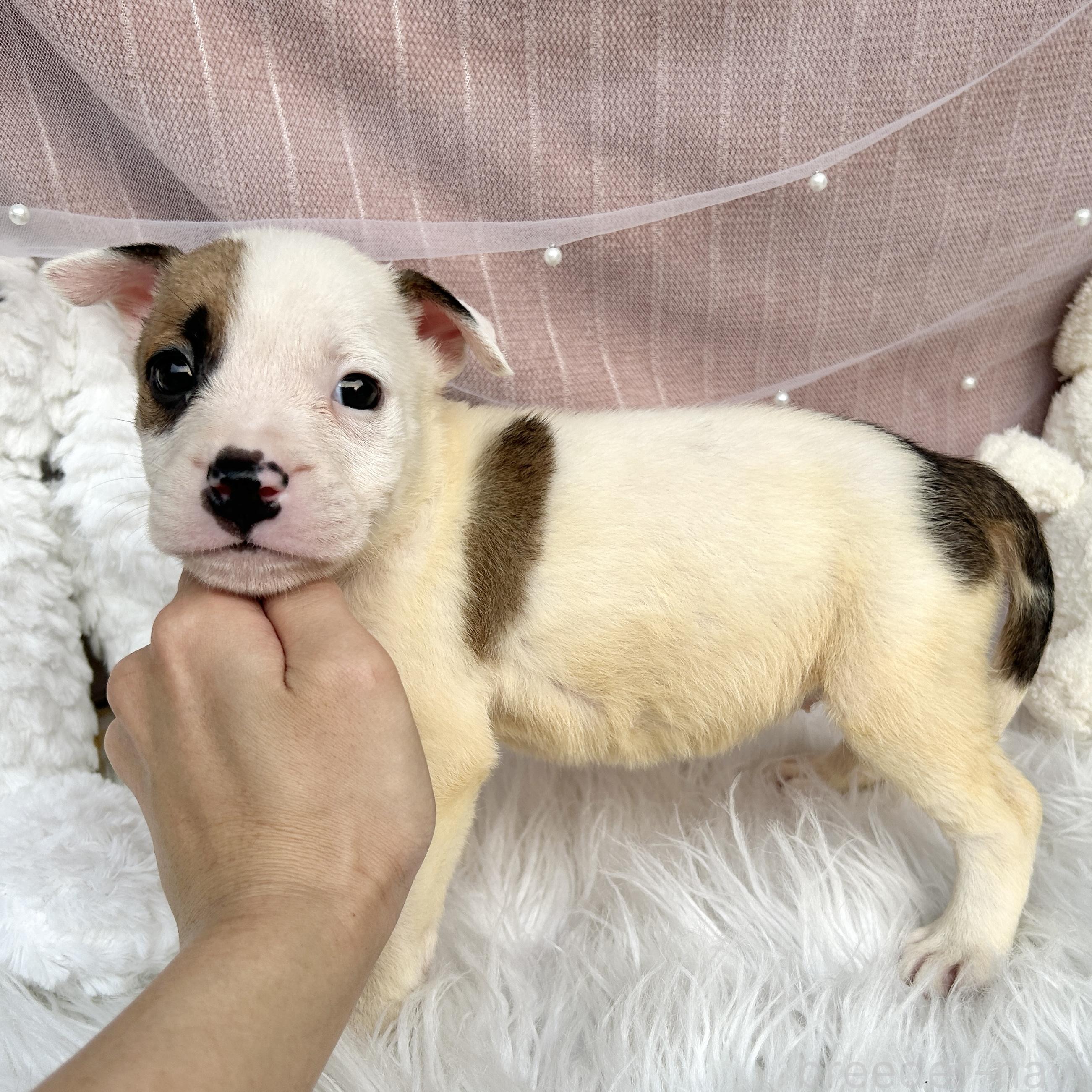 販売中の栃木県のミックス犬-398737の4枚目