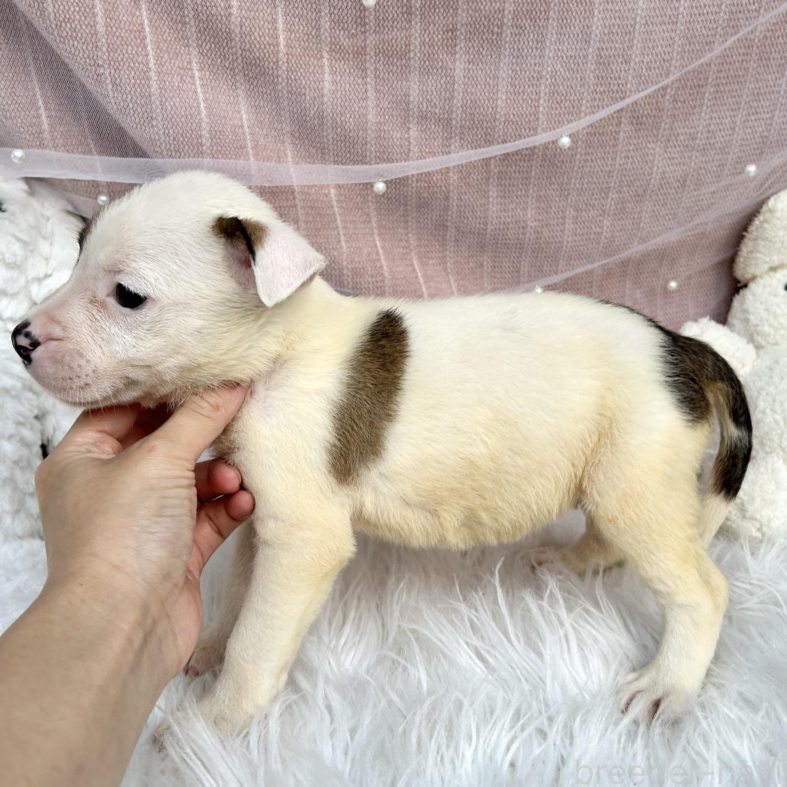 販売中の栃木県のミックス犬-398737の3枚目