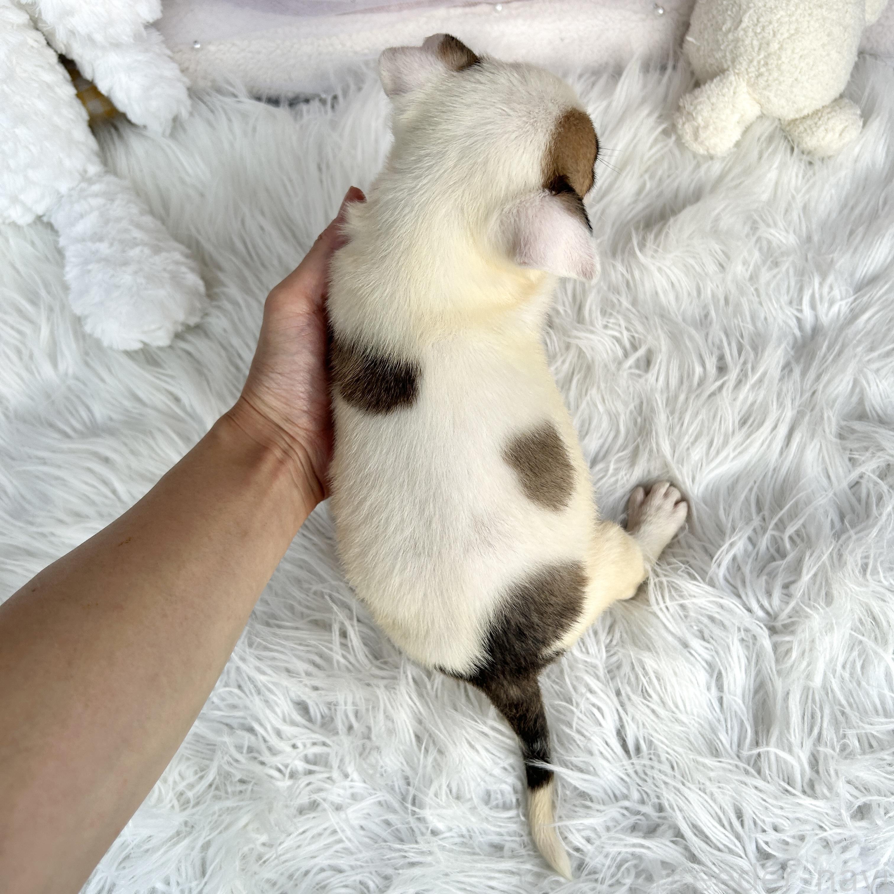 販売中の栃木県のミックス犬-398737の2枚目