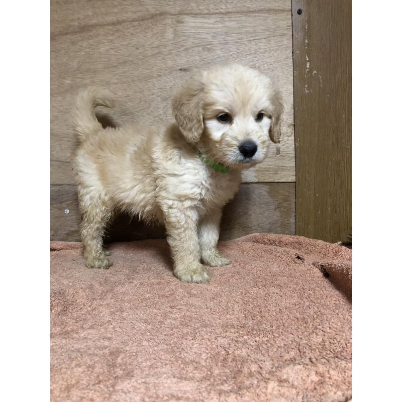 販売中の兵庫県のゴールデンドゥードル:ゴールデンレトリーバー×プードル-398923の7枚目