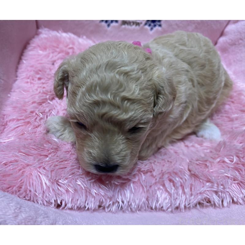 販売中の長野県のミックス犬-398920
