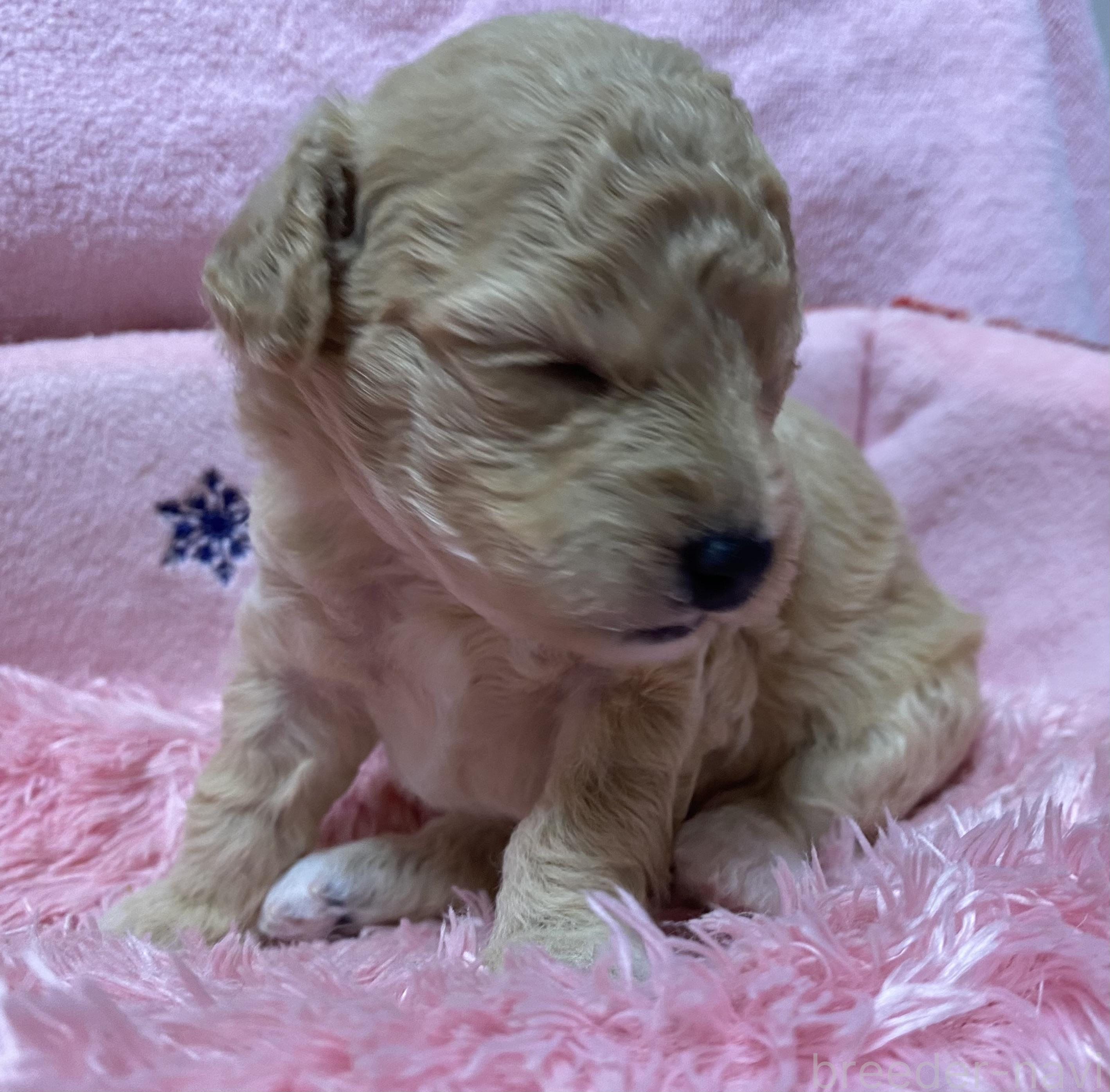 販売中の長野県のミックス犬-398920の3枚目