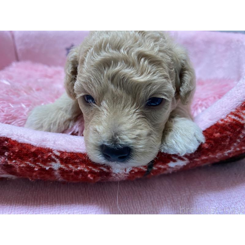 販売中の長野県のミックス犬-398920の2枚目